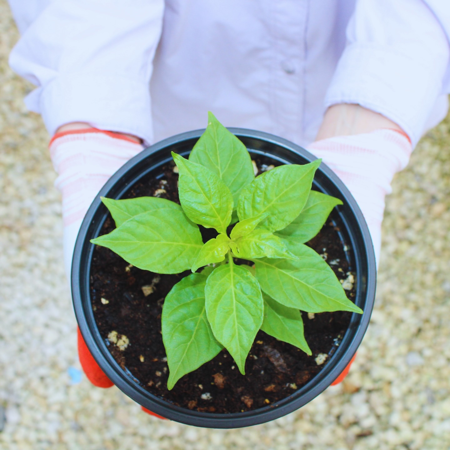 🌶️ Habanada pepper is a unique Capsicum chinense cultivar bred to retain the floral, citrus forward aroma of habaneros without the capsaicin heat 🍊✨
At Cultiva Miami, these plants are nursery grown with careful nutrient and root zone management 🌱🔬 to preserve flavor compounds while maintaining structural strength for field or container growth under South Florida conditions ☀️🌴
Unlike standard pepper production, nursery stage precision directly impacts fruit development and volatile compound expression later in the season 📈🧬 This collaboration prioritizes plant performance and consistency rather than rapid turnover ⏳🌿
By aligning nursery science with regenerative farm integration, Cultiva Miami x Lion Farms are building plant systems designed for chefs, growers, and long term cultivation success 🍽️👩🌾👨🍳
This work is part of our broader effort to support local food systems through education, propagation, and transparent growing practices 🤝🌎
Follow the journey and explore upcoming availability through our site 🔗👀