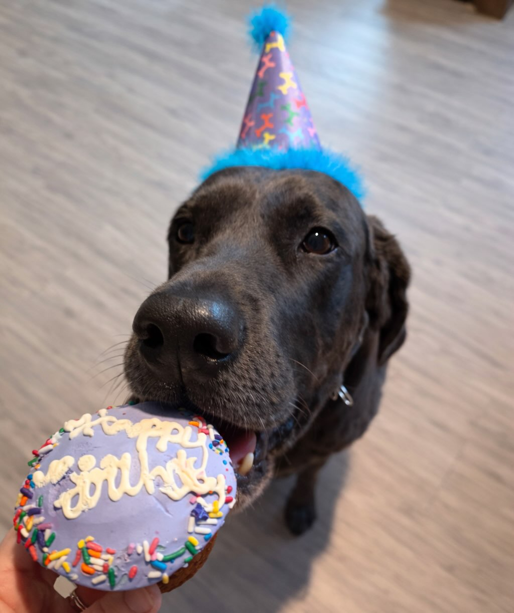 We celebrated Stetson turning 9 this year with Sadie and a couple of other friends. Happy Birthday old man! 🐾🎉🥳