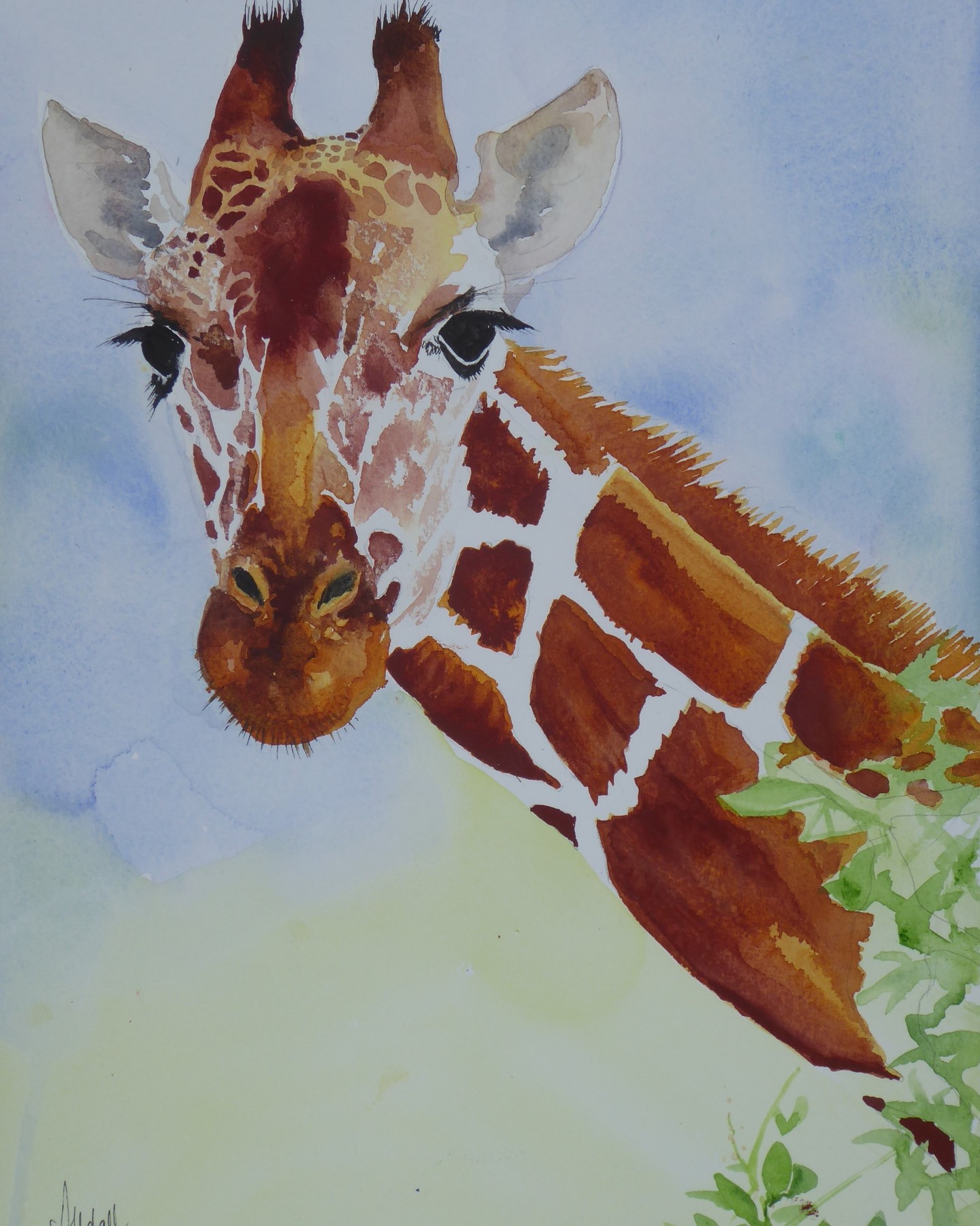 Tall Giraffe
Watercolour Illustration
I saw this beautiful creature in Thorny Bush Game reserve eating from acacia trees.
This graceful beast is a tall gentle giant.
It has seven vertebrae in its neck, the same as humans. Their environment is under threat.
#petersfieldartsandcrafts #thornybushgamereserve #tall #giraffe #conservation #watercolourartist #artistoninstagram #watercolourpainting #illustrationartists #conservation #southafrica #art #womenartists