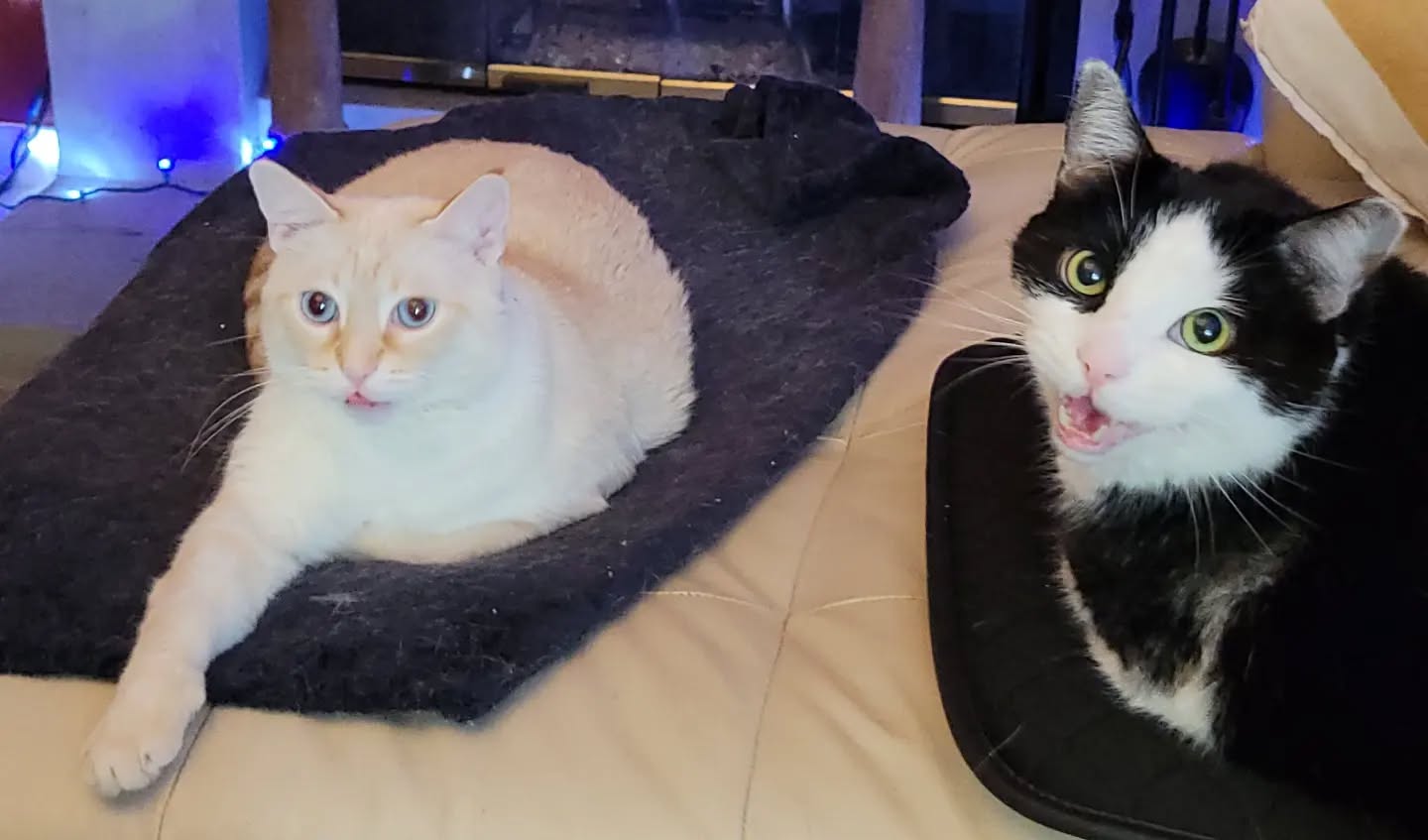IG did Frankie and Romeo dirty the 1st time, so reposting their pic ...