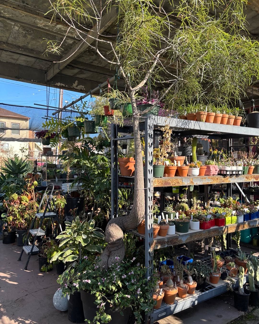 This is a Brachychiton rupestris I bought from either The Huntington or LA County Arboretum in the late 80’s or early 90’s. I try to depot it every year or so to reveal more roots but admit I haven’t done that in years. I just measured the exposed roots
at 2 feet. I think Jinpa and I will repot it tomorrow.