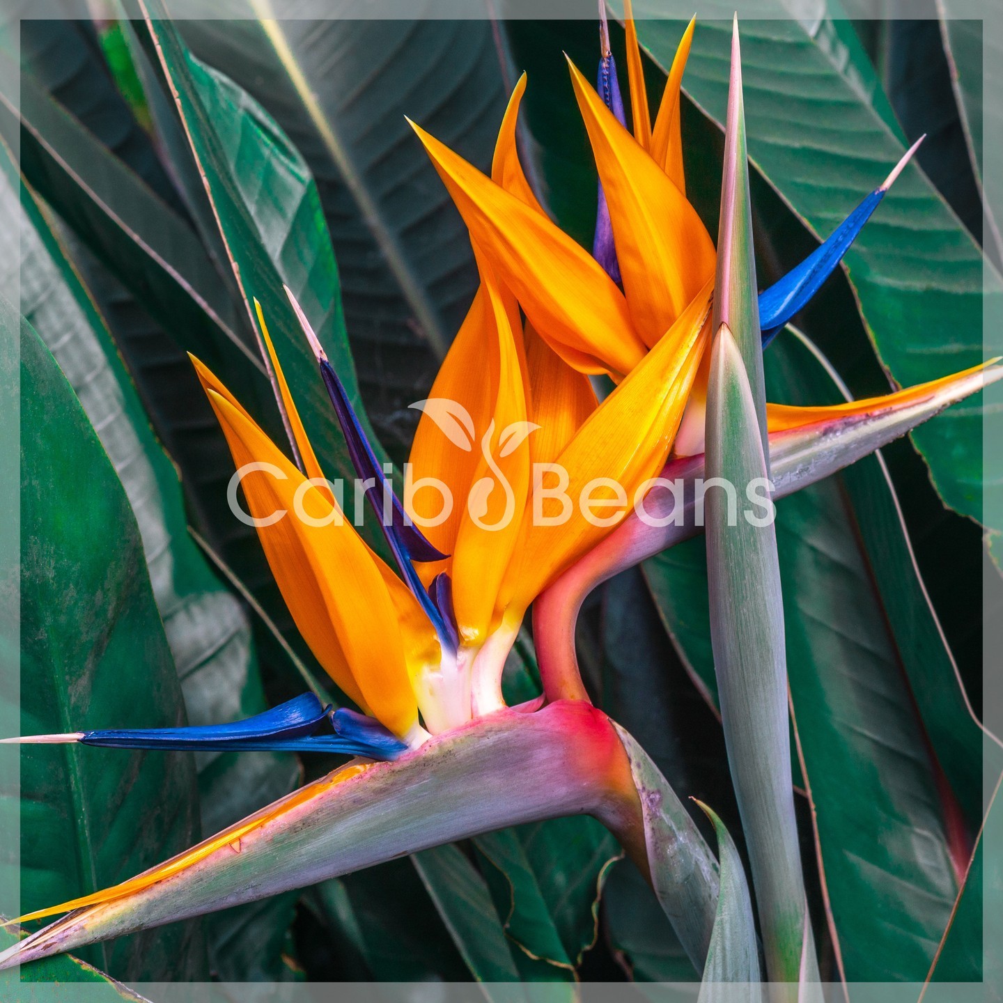 Nouveautés
#plantestropiclas #caribbeans #tropicalplants #exoticseeds #clitoria #strelitzia