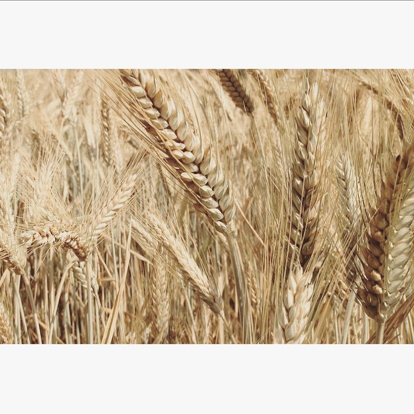 dinkel - beruhigend & krampflösend aber auch aufbauend und kräftigend.