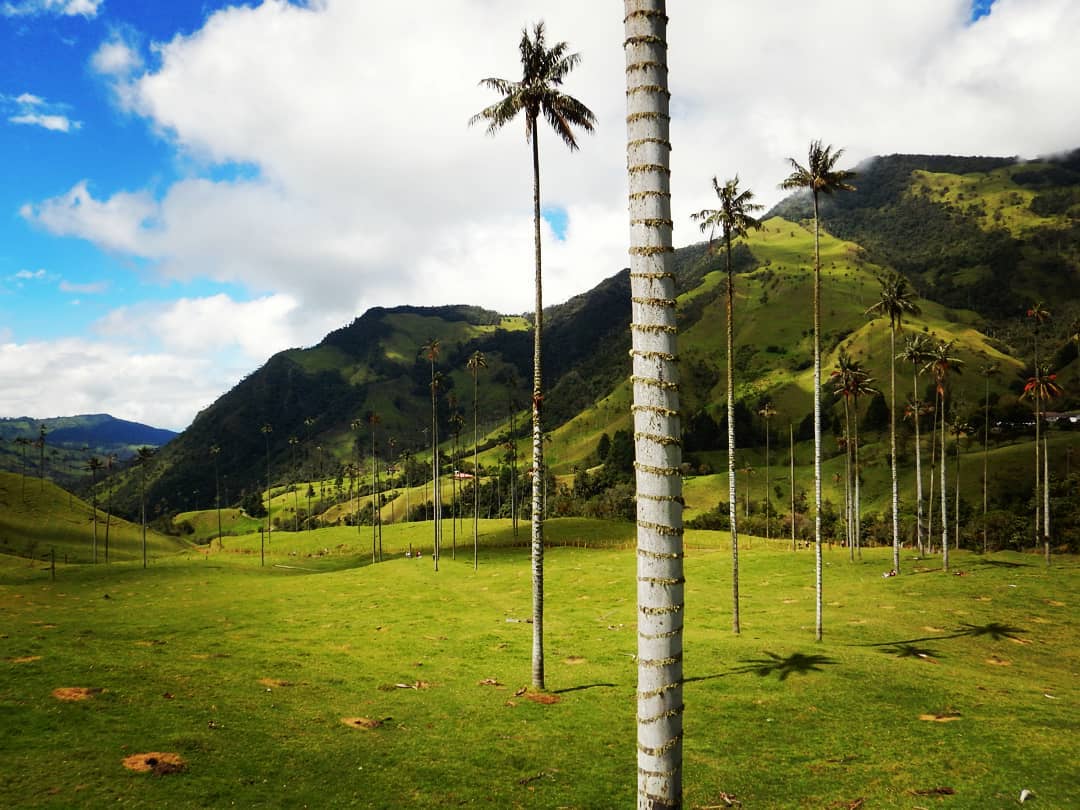The Cocora Valley , home of the Quindío Wax Palm, the national tree of Colombia and one of the tallest palm trees in the world.
Colombian beetle invites you to explore this beautiful place.
We have a very interesting tour in this area.
#cyclingtour #coffeeregion
#coffeearea #colombiatourism
#biketour #colombiaespasion #ciclismomagico