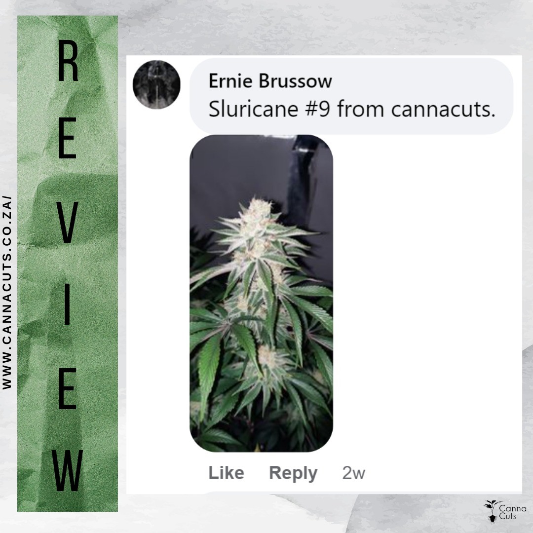 "🌱 Thrilled to see Ernie Brussow's success story with our premium SlurinCane cannabis plant! 🌿🌞 From seed to thriving beauty, our Canna Cuts family is all about nurturing health and happiness. 🌱🌼 Keep those green thumbs growing, Ernie! 💚🌱 #CannaCutsCannabis #GardenOfWellness #PlantingHappiness"