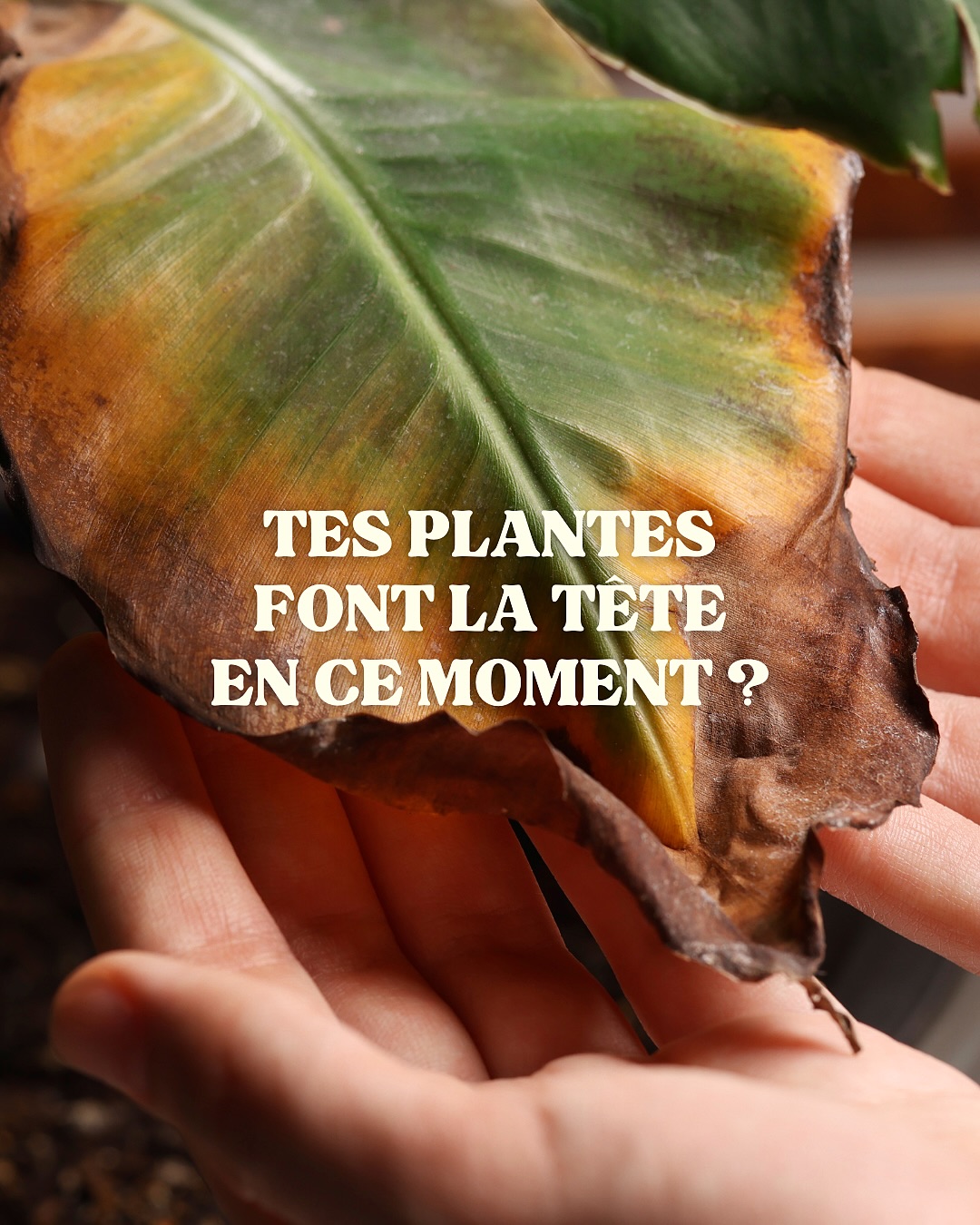 Tes plantes font la tête en ce moment ? 🥴
Pas de panique, elles sont simplement en mode économie d’énergie 😴
Ce n’est pas une fatalité, c’est un cycle naturel. L’hiver est la période de l’année la plus délicate pour les plantes : les journées sont courtes, la luminosité est réduite et le chauffage assèche l’air de nos intérieurs 👉🏼 leur résistance est mise à rude épreuve !
Voici 3 gestes simples à adopter dès aujourd’hui pour les aider à tenir bon jusqu’au retour des beaux jours :
☀️ Augmente la luminosité : Rapproche tes plantes des fenêtres (tout en les protégeant des courants d’air froid) et pense à pivoter les pots d’un quart de tour chaque semaine : ça permet à toutes les feuilles de profiter de la lumière de manière équitable.
🧤 Optimise leur énergie : Nettoie régulièrement la poussière pour libérer les pores de tes plantes et booster leur photosynthèse. Profites-en pour couper les feuilles jaunes ou desséchées. Une feuille abîmée est un poids inutile pour la plante : en la supprimant, tu rediriges l’énergie vers les parties saines.
💧 Mollo sur l’arrosage : C’est l’erreur la plus courante en cette saison ! Comme leur croissance est ralentie, tes plantes consomment moins d’eau. Enfonce ton doigt dans la terre sur 2 ou 3 cm avant d’arroser. Si c’est encore humide, attends quelques jours : ça limitera l’asphyxie racinaire !
Encore un peu de patience, la reprise de la croissance arrive bientôt 🌱
Dis-nous en commentaire, quelle plante te donne le plus de fil à retordre cet hiver ? 🫠
#jeraplantshop #boutiquedeplantes #plantslovers #jardinerieurbaine #plantesrares