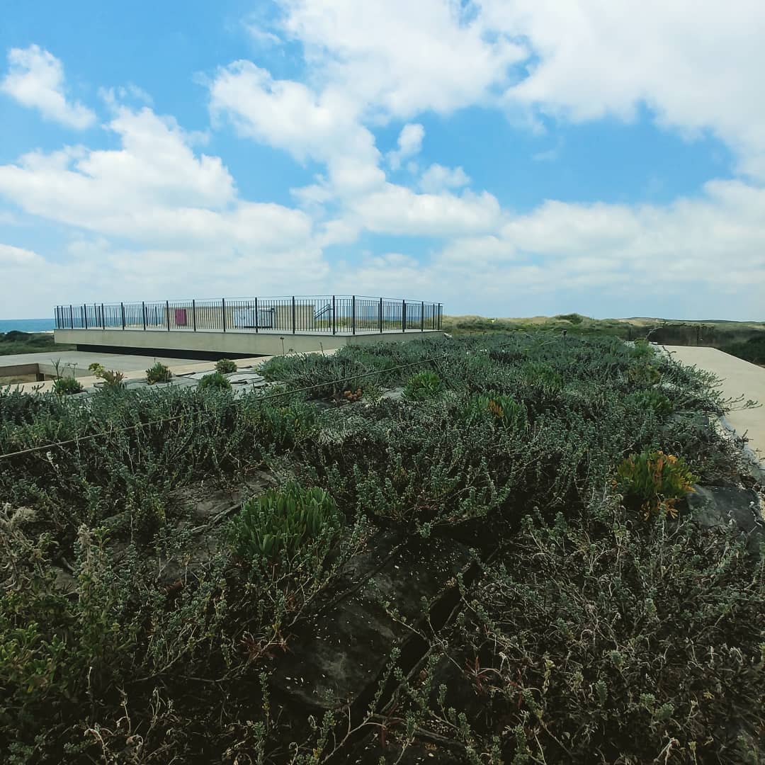 summer time
#greenroof, #בנייןצומח, #bldveg, #גגירוק, #oikosteges, #גגצומח, #israel, #mediterranean, #תלדור, #greenroofpolicy, #greenroofs