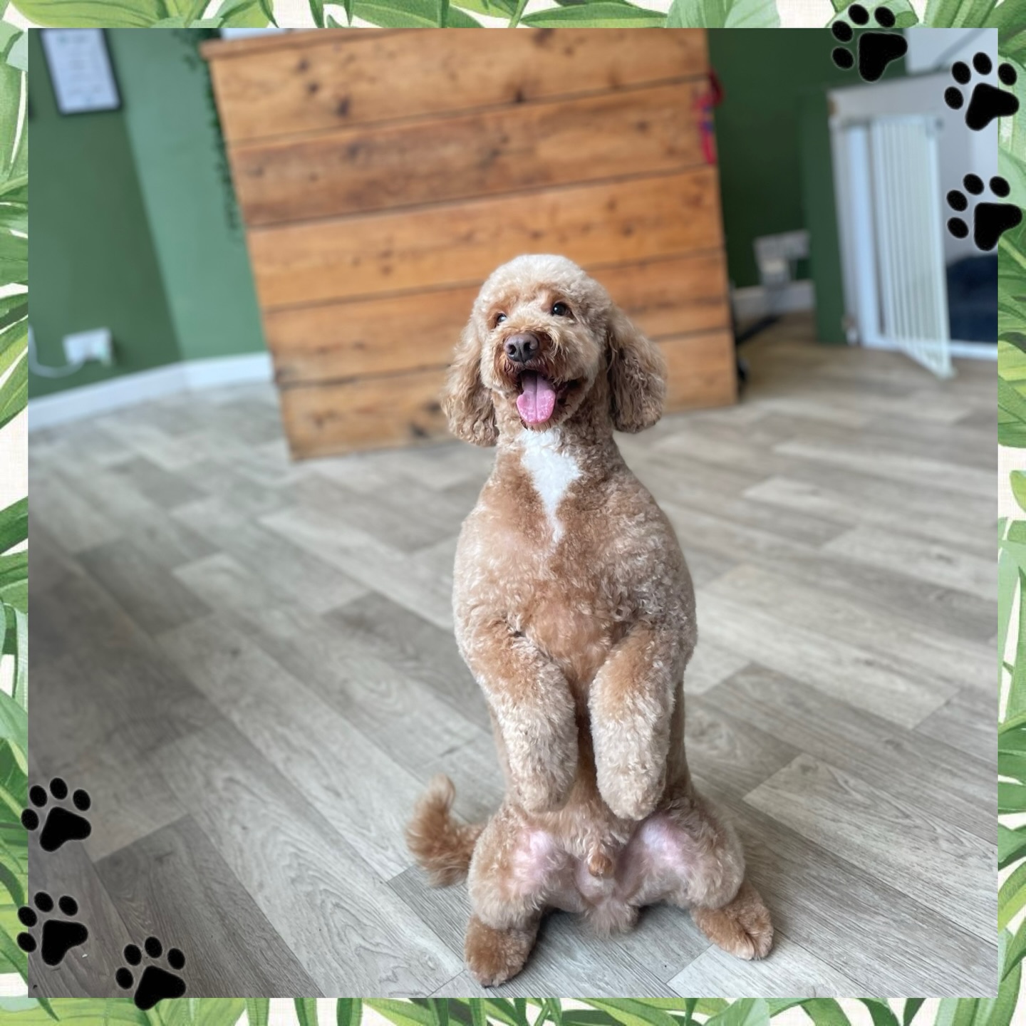 Why Charlie’s looks extra special 💞🤣
Charlie’s posture is upright but relaxed, his mouth is open with a happy expression, and his front paws are gently tucked—this isn’t tension or begging stress. It’s a confident, joyful pose that he clearly owns. That’s why it looks so charming and intentional.
#doggrooming
#doggroomer
#freshlygroomed
#dogsofinstagram
#groomedogs