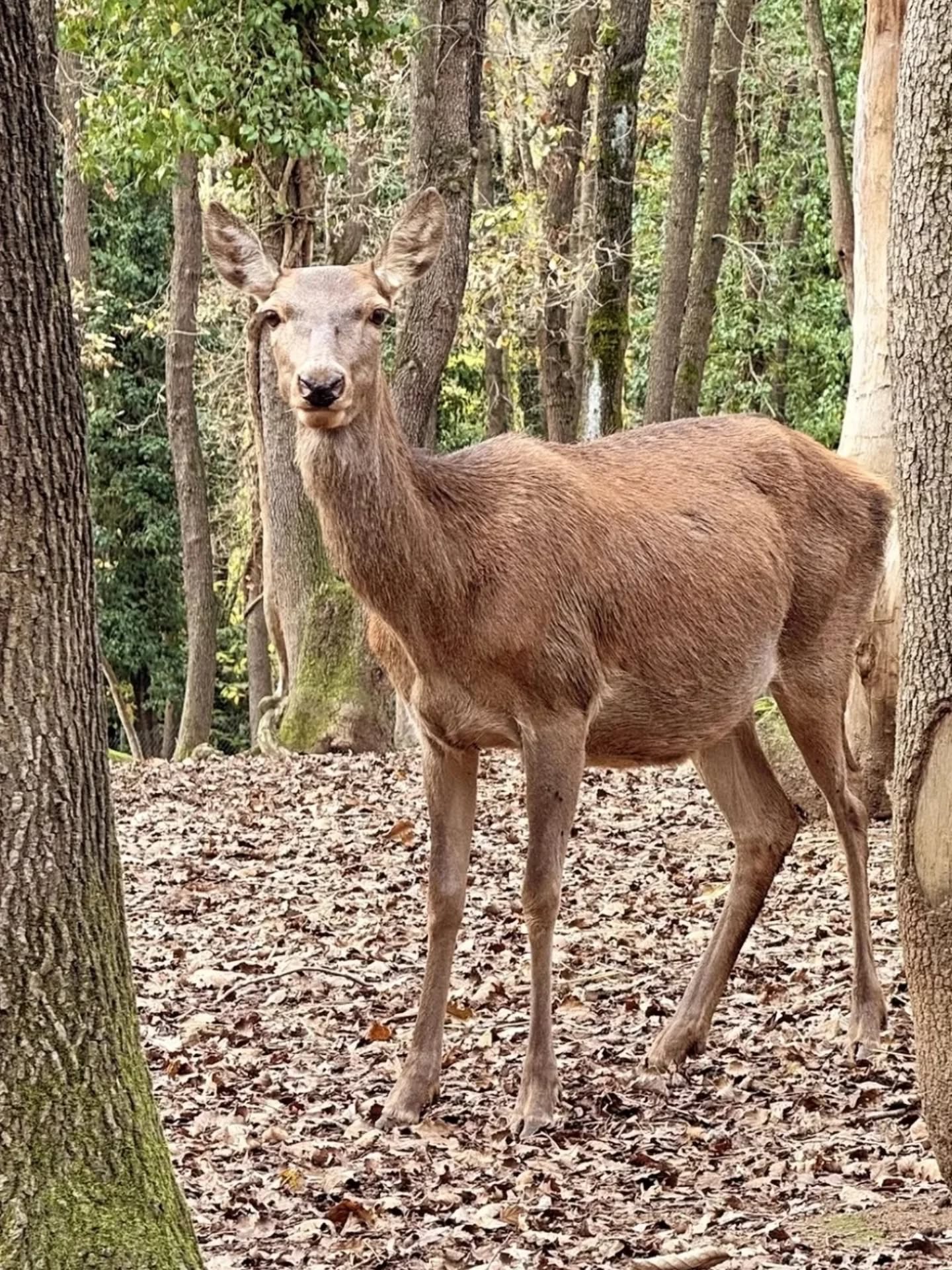 "Polonezköy'ün kalbinde, huzurun incelik ile buluştuğu sakin bir vahaya kaçış."
"Escape to a serene oasis in the heart of Polonezköy - where tranquility meets sophistication."
#wildliferetreat #zoolodge #yılmazsanlı #novumarmentum #otel hotel hotels istanbul istanbulotelleri konaklama tatil haftasonu bayramtatili polonezköytabiatparkı polonezköyotelleri zoo animals şömine bungalow bungalowstyle bungalowevleri bungalowotel köyevi kırevi villagehouse countryhouse istanbulzoo polonezköyzoo hayvanatbahçesindekonaklama deer
@polonezkoycountryclub