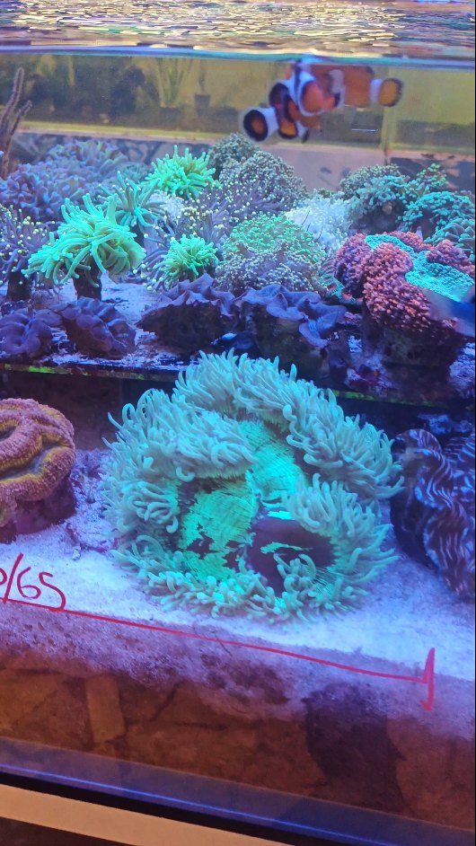 “Oggi vi parlo di Yorah, un’azienda che sta dimostrando risultati davvero eccezionali nel mondo degli acquari marini.
Qualità, innovazione e attenzione ai coralli di barriera fanno davvero la differenza.
Se amate gli acquari di barriera, tenetela d’occhio 👀🌊”
🔖
#AcquariDiBarriera #Coralli #AcquarioMarino #ReefTank #Aquariofilia Yorah