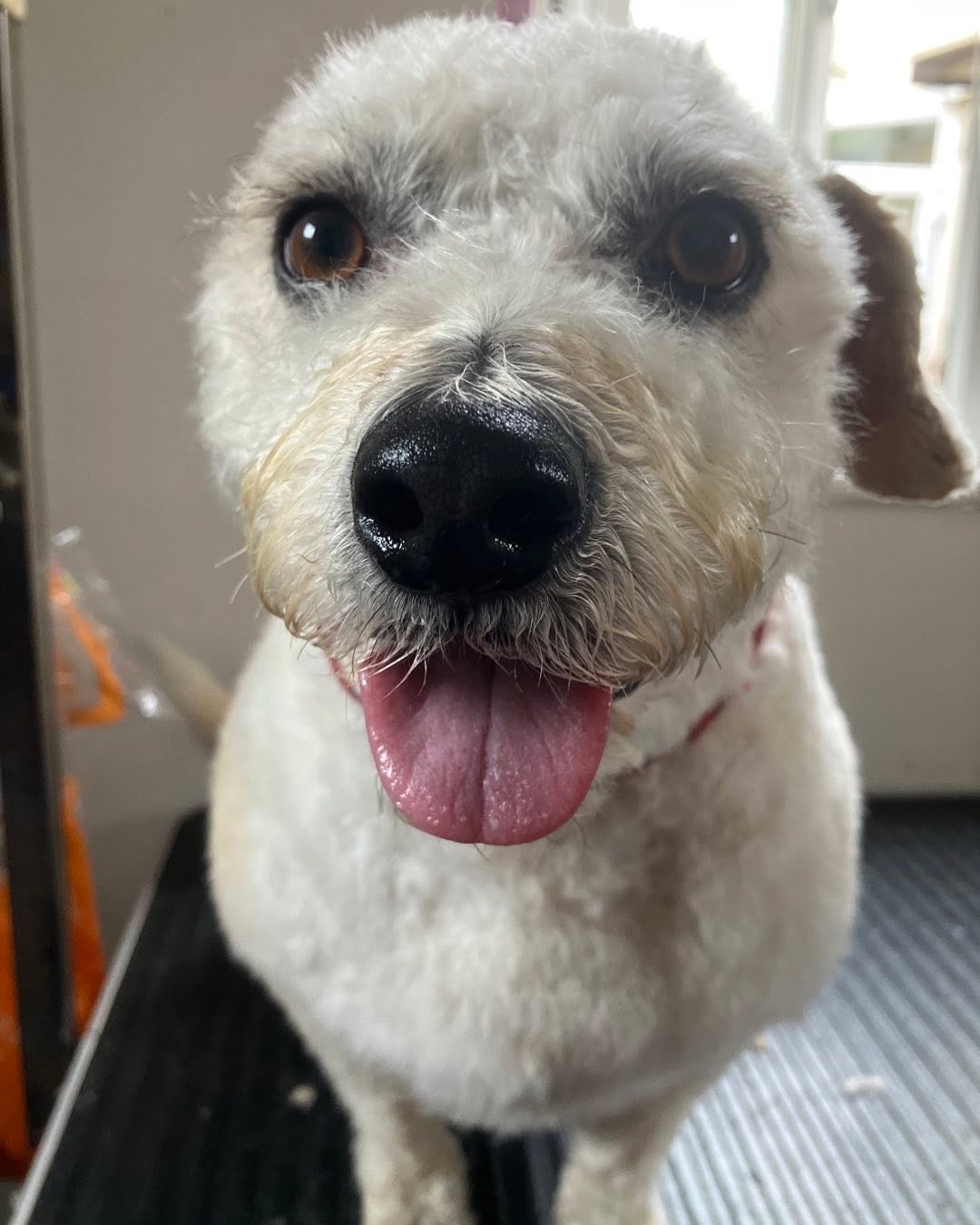 For the love of dogs 🥰