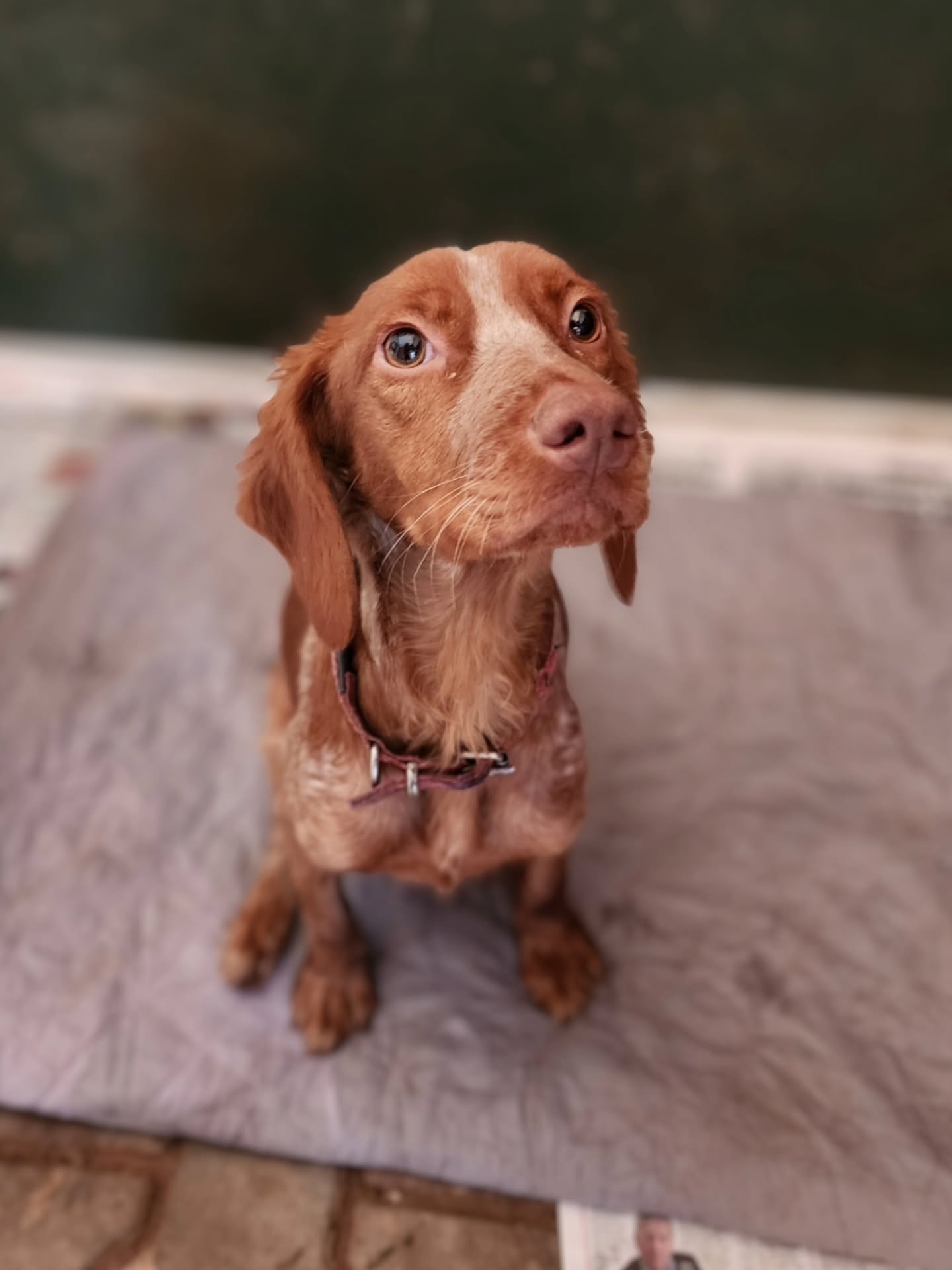 Introducing Glenda✨️
Glenda is one of our recent government shelter rescues. She came to us from a government shelter in north east Turkey, an area where there are no animal rescue charities to help dogs, only a handful of animal lovers trying to make a difference. Hunting is very common in this area, and the government shelters are full of abandoned hunting dogs. With no big local charities in the area, the dogs have almost no hope of a better life...
Poor Glenda really struggled in the government shelter, and became completely malnourished. Who knows how much longer she would have been able to hold on for if she hadn't been rescued...
Glenda also has an injury in one of her back legs, which might be the reason she was abandoned in the shelter in the first place.
We will do our best to help Glenda heal, and hopefully she can make a full recovery, so that we can get her ready for adoption and she can find the living forever home she so deserves!
A huge thank you to H.A.D.A. Home and Away Dog Aid for sponsoring Glenda's rescue. Glenda is named after H.A.D.A.'s founder in honour of all the support H.A.D.A. has given us over the years and all the lives we were able to save and transform thanks to H.A.D.A.'s help!