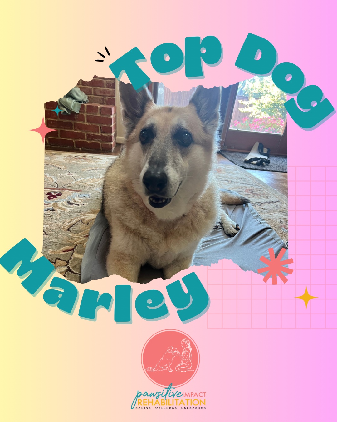 🎉 Congratulations, Marley! 🎉
Marley has officially joined our Top Dog Wellness Program — a maintenance program designed to support her strength, comfort, and mobility as part of her continued care journey. We’re so proud to keep working with her and supporting her every step of the way! 🐾💪