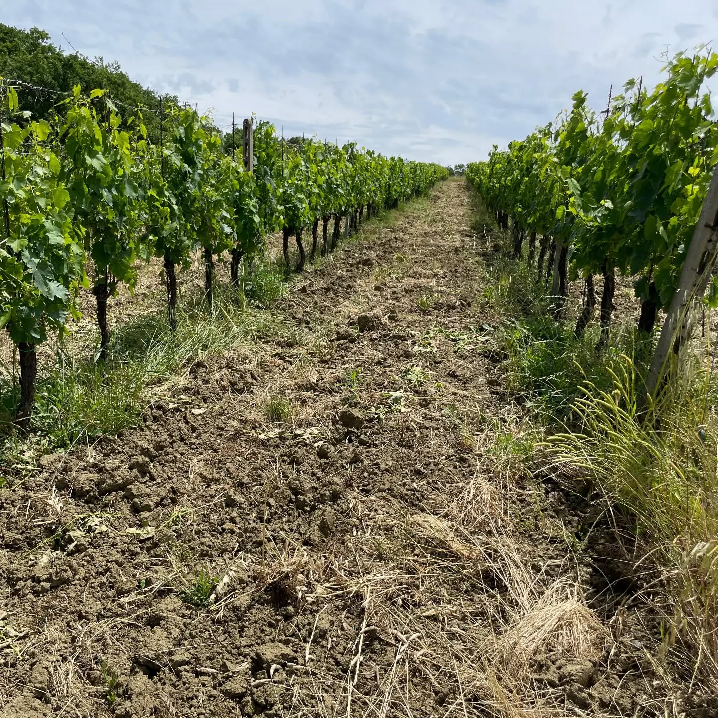 È periodo di Potatura Verde a Tenuta Emma. Con le operazioni di spollonatura, scacchiatura, sfemminnellatura, sfogliatura, cimatura e diradamento dei grappoli miriamo a dare al nostro vigneto un bilanciato rigoglio verde, fondamentale per una crescita equilibrata delle uve, che miri alla qualità.
Per saperne di più:
Spollonatura - si eliminano in germogli sul legno vecchio che non portano a uva
Scacchiatura - si eliminano i tralci non selezionati
Sfemminnellatura - si tolgono le femminelle, gemme tendenzialmente poco produttive
Sfogliatura - diradamento delle foglie
Cimatura - taglio dell'apice dei gemorgli della vite
Stay tuned😊😜