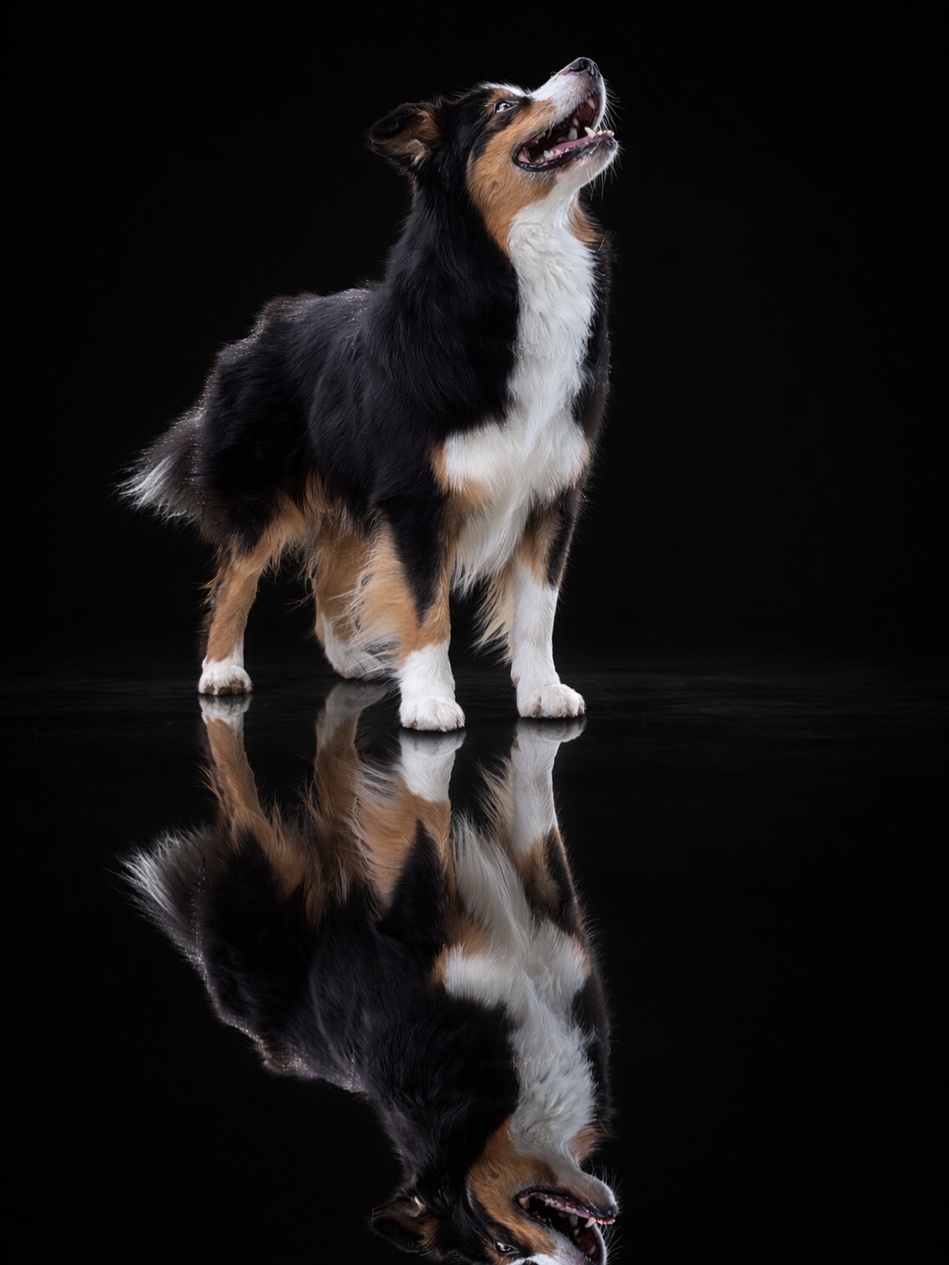 ✨ Simba ✨
BurningStar‘s Friend like me
ASCA CH Jemelina‘s Capital Fellow Lesharo x BurningStar‘s a dream comes true
Simba hat sich wahnsinnig gemausert, erinnert sich der ein oder andere von euch evtl. noch an das Video des Border Collies, dass vor einigen Jahren durch das Netz ging?
Fördere deinen Hund den Talenten entsprechend war das Thema des Videos - bei Simba sehen wir dies nun ganz extrem.
Simba war jahrelang ein Rohdiamant, ein kleines unscheinbares Küken, welches zum stolzen Schwan wurde.
Sollte ich das Video finden, verlinke ich es in unserer Story 🙂
Simba hat wahnsinnig Spaß am Arbeiten, mit der Förderung ist er buchstäblich aufgeblüht, zu meinem Mann hat er eine ganz besondere Bindung aufgebaut - nahezu blindes Vertrauen, ist Torsten dabei, ist für Simba alles fein 🥰 ein kurzer Blick zu ihm, kurzes Rückversichern, es ist einfach nur schön anzuschauen 🥰
Simba ist endlich angekommen 🥰
Simba steht geeigneten Hündinnen als Deckrüde zur Verfügung
www.australianshepherd-zucht.com
Wir wünschen euch einen wunderschönen Sonntag 🙂
#aussiedeckrüde #australianshepherd #blacktri #trickdog #aussiezucht