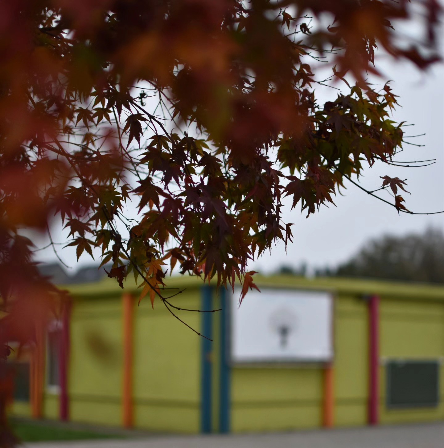 ๐๐Onze mooie Taalboom vol herfstkleuren ๐๐