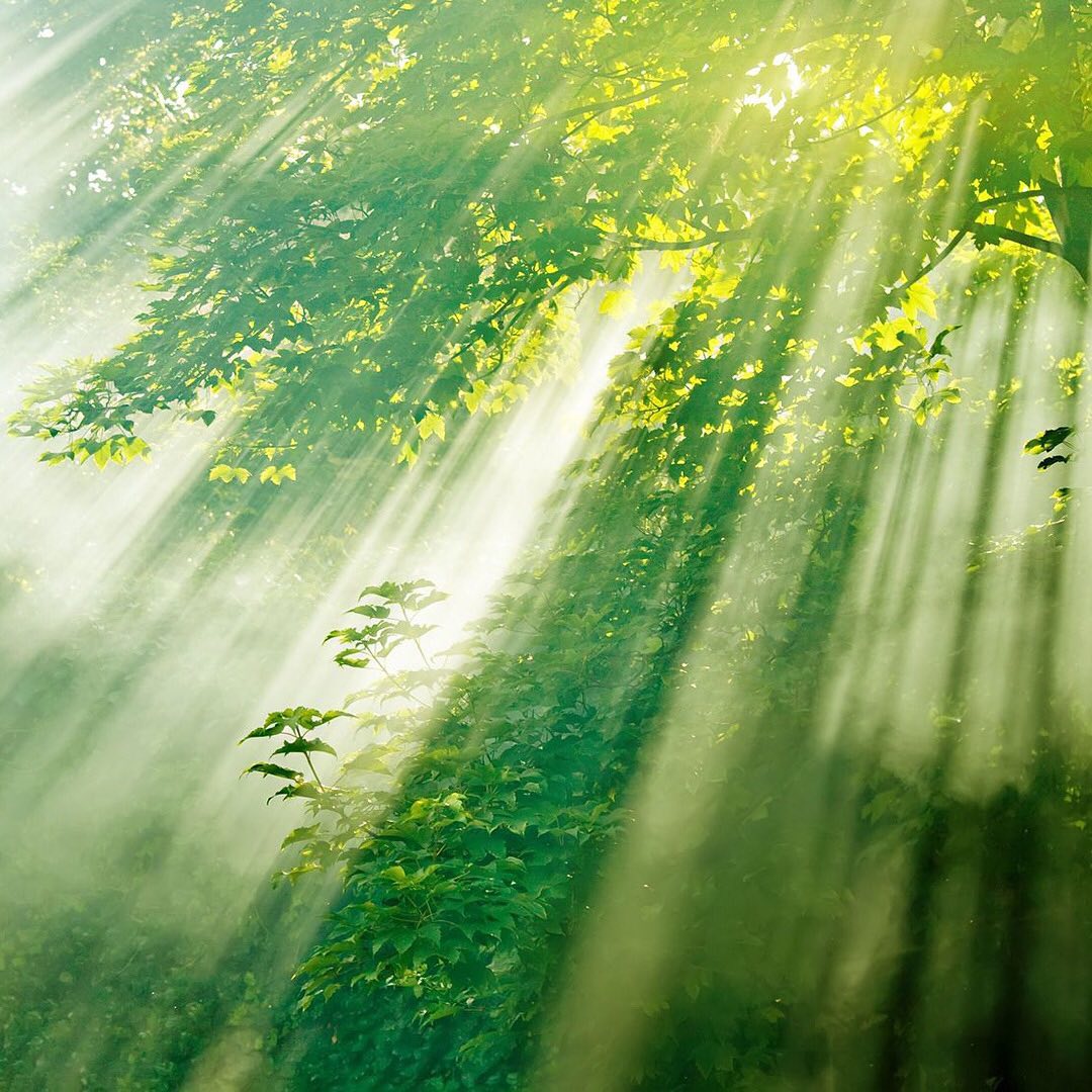 “In the forest, there’s a battle for every last ray of sunlight, and each species is specialized to grow in a particular niche so that it can soak up some energy however paltry the amount might be. In the upper story- the executive offices – the mighty beeches, firs, and spruce stretch out and soak up 97% of the sunlight. Trees have won this competition for the sun because they grow such tall trunks. But a plant can grow a long and sturdy trunk only if it lives for a very long time, because an enormous amount of energy is stored in its wood. To grow its trunk, a mature beech needs as much sugar and cellulose as there is in a 2.5-acre field of wheat. Of course, it takes not 1 but 150 years to grow such a mighty structure, but once it’s up there, hardly any other plants – except for other trees – can reach it, and the rest of its life is worry free.” From the book ‘The Hidden Life of Trees’ by Peter Wohlleben
Subscribe to @_trees_are_awesome for more inspiring nature content and to connect with easy ways to plant trees around the world.
One of the easiest ways to increase our global forest is to help plant trees by switching your web browser to @Ecosia to plant trees for free while you search the web. Ecosia.org is the ‘search engine that plants trees’ by donating 80% of their advertising revenue to effective tree planting projects around the world with a focus on biodiversity hotspots.
#trilliontreescampaign #trilliontrees #reforestation #generationrestoration #naturebeauty #naturetherapy #incrediblenature #beauty_of_nature #givebacktonature #nature_inspiration #naturemeditation #natureinspiredbeauty #naturelifeearth #naturephotography #planttrees #treephotography #forestphotography #treeloves #loveforests #treeloves #treestreestrees #futureforest #forestlovers #forest #forests #forestsofinstagram #sunlight #sunlightbrilliant #sunbeams #photosynthesis