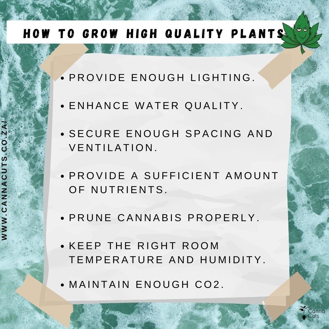 "🌱 Growing Epic Cannabis Plants 101 🌞💦 Giving you the lowdown on crafting awesome greens: Light 'em up, splash 'em clean, let 'em breathe, feed 'em well, snip with style, keep 'em cozy, and give 'em that CO2 boost. Get ready for some seriously rad plant vibes! 🌿🌬️🍃 #CannabisMagic #PlantGoals #GreenThumbTribe"