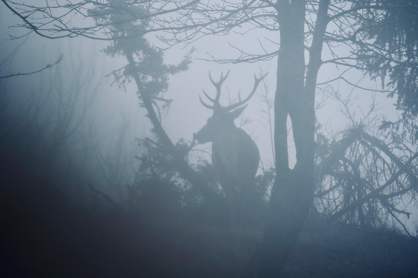 La grâce sauvage du cerf
Il évoluait avec une grâce presque surnaturelle dans les sous-bois, en quête de nourriture. Cette photographie témoigne de la beauté brute de la nature et de la poésie qui se cache dans les paysages les plus simples.
#deer #forest #mist #nature #wildlife #majestic #animalphotography #outdoorphotography #wildlifephotography #naturephotography #wild #adventure #wilderness #mountains #landscapephotography #fall #naturelovers #wildlifelovers #fog #mystery #lumixfr #sigmafrance #natgeo #natgeowild