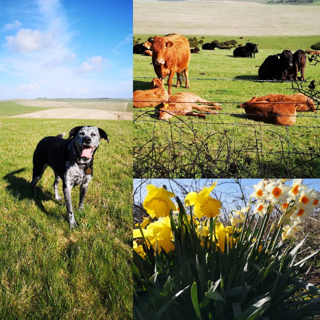 Yay for the sunny first day of Spring. March is here 🌞 along with new borns🐂 and spring flowers🌷
#spring #march #sunnydogwalk #countryside #southdowns #dogs #dogwalk #sunday #daffodils #cows #calves
#calvecreche #sunbathing #vitd #pleasecanthesunstaynow #blueskys