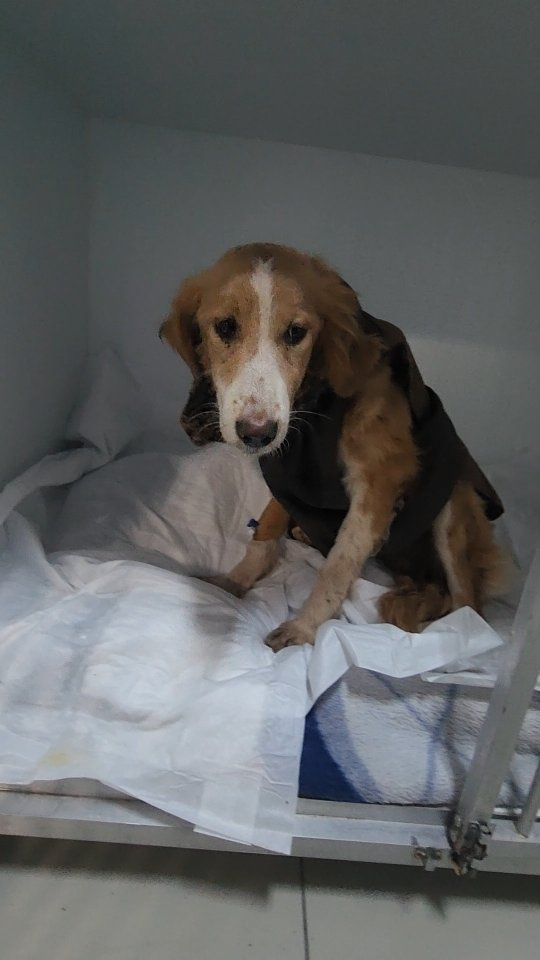 Introducing Juniper✨️
Poor Juniper is a young dog who was found all alone on the streets, scared and confused. With her immune system not yet strong enough to be able to handle the harsh life on the streets, she became very unwell. She developed pneumonia, and had terrible bloody diarrhea. This was too much for her body to cope with and she became sicker and sicker, and weaker and weaker.
Juniper has spent the past week at the vets receiving constant treatment. Her condition was extremely critical, but thankfully, she now seems to have found the strength to start fighting back, and she is slowly but surely getting better.
Hopefully she will make a full recovery, so she can experience the happy, carefree life she deserves to have had all along!