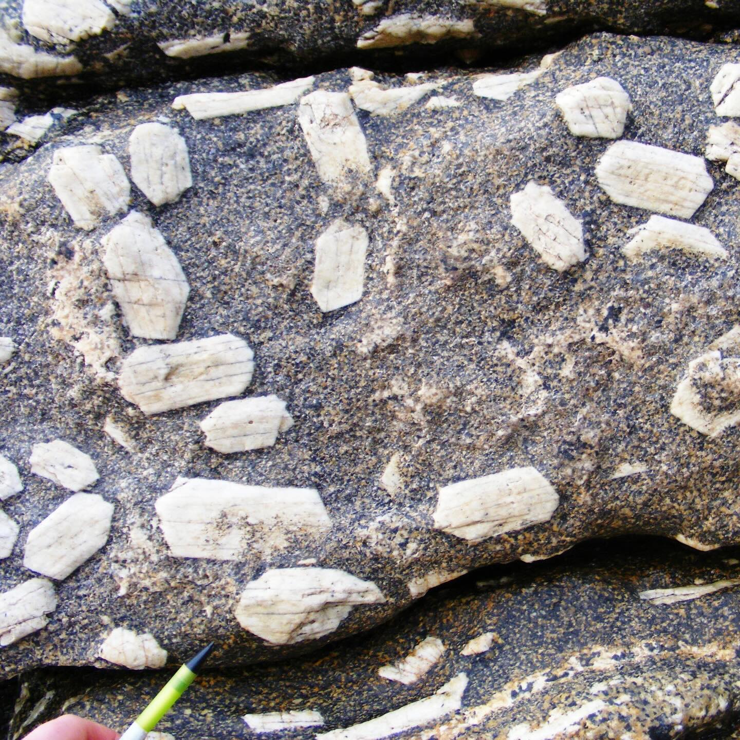 Whacking great alkali feldspar phenocrysts in a medium-grained, biotite-rich granite the Land’s End Granite at Wicca Pool.
These occur in a large granite sheet intruding the host rock immediately above the main body of granite below.
The biotite-rich granite could have resulted from differences in melt chemistry, evolving in situ or during transportation of the magma. It may also be from a different melt source from the other magmas.
Alkali feldspar phenocrysts occur in different quantities and sizes across the Cornubian Batholith.
Also called orthoclase or K-feldspar, they’re tabular in shape and possess a crystallographic property known as simple twinning.
A phenocryst is a mineral in an igneous rock that is larger than the groundmass. It’s a textural description and a rock containing phenocrysts can be called a porphyry (adj. porphyritic).
Their larger size could be due to having longer to grow, or if the magma they form in has the right ingredients/conditions to promote growth of that type of mineral.
The Al-rich nature of these granites makes them peraluminous, meaning the total aluminium content outweighs the total sodium + potassium + calcium content.
It’s now widely accepted that these phenocrysts formed from a crystallising melt. However, reasons for why they occur is still unclear.
It could be they were transported up from a deeper magma chamber. Their size and distribution could be controlled by volatile content in the magma. It could be down to mixing of different intrusions. Or all 3!
The laminar or sometimes more turbulent patterns in their orientation, likely due to magmatic flow during emplacement.
Still so much more to discover!
#granite #landsendgranite #swcoastpath #penwith #cornwall #cornwallcoast #cornishcoast #walkingcornwall #explorecornwall #lovecornwall #cornwallgeology #cornishgeology #geology #geologyrocks #geolife #geologist #geologistsofinstagram #learninggeology #geoadventure #exploregeology #geologicalwonders #amazingcornwall #geologylife #geologyfieldtrip #zennor #minerals #biotite #wiccapool #cornishgranite