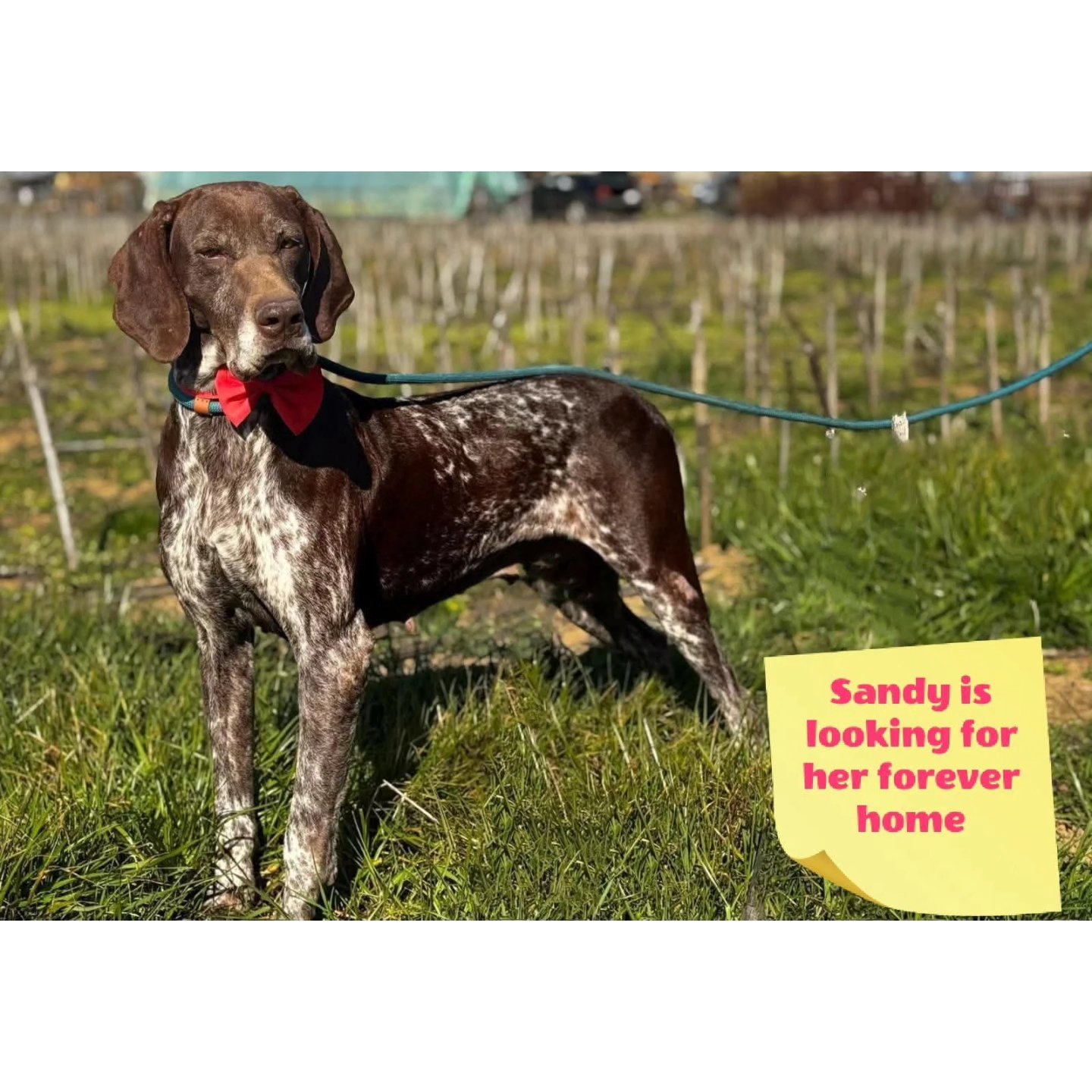 Thank you for your wholehearted support
💖🐾Mariah Connerley
€10,70
💖🐾Patty Lippits
€25,00
💖🐾Natascha van Dam
€10,00
💖🐾Marinda van den Heever
€26,48
💖🐾Anonymous donor
€51,31
💖🐾Marian Priem
€5,13
💖🐾Freya Ruiter
€7,68
💖🐾Maaike Aal
€25,65
💖🐾Martine Pollefliet
€50,00
💖🐾Bamberg Cohen
€10,00
💖🐾Danielle Mertens
€10,00
💖🐾Conny Detmar
€25,75
💖🐾Josephine Muller
€20,00
💖🐾NP deZwart
€50,00
💖🐾MY Schuitemaker
€60,00
💖🐾Fenja Bosman
€5,00
💖🐾Conny Neuburger
€5,13
💖🐾Anita Post
€10,24
💖🐾Maaike Aal
€25,65
💖🐾Jarno Timmermans
€20,00
💖🐾Anonymous Donor
€25,59
We appreciate your contribution💝
Contact via email: gsprescuehr@gmail.com
Website: https://www.gsprescuehr.com/nl/contact.
#dontshopadopt#gspoftheday #gspcommunity#germanshorthairedpointerlovers #germanshorthairedpointerlovers #pointerlovers #gspcommunity #pointerlove #germanshorthairedpointer #birddog #pointersofinstagram #gsprescue #gspworld #gsp #gsplife #gsploverig #gsplovers #gspsofinstagram #gspuniverse @lydia_lidach #rescuedog #rescuedogsofinstagram #rescuedismyfavoritebreed#deutschkurzhaar