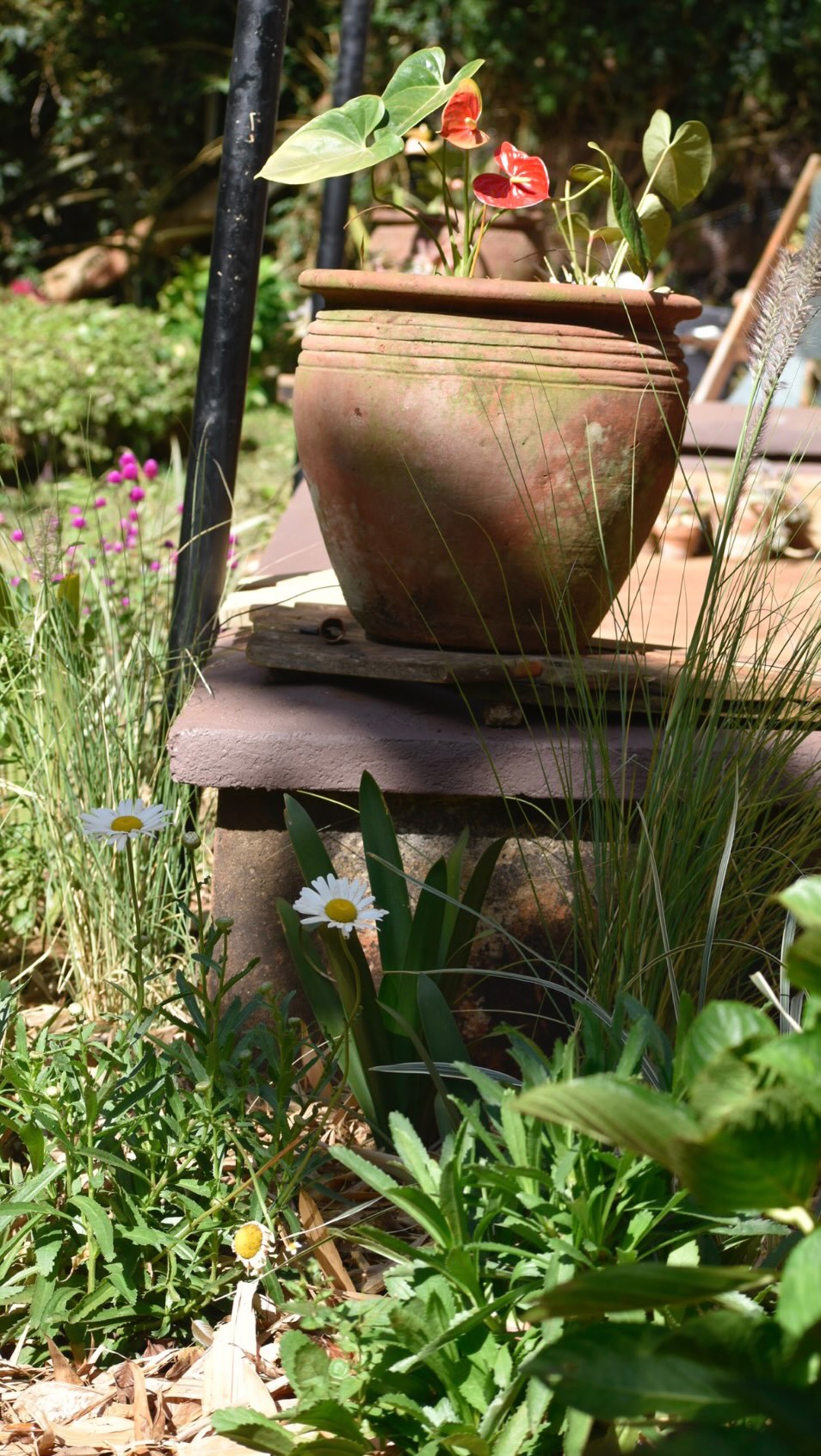 We have just moved into our new place, full of possibility. Exciting, slightly daunting, and the kind of challenge that makes you lean in rather than rush. Sharing the first phase 🙌🐝🌾💦
Before touching a single plant and just getting to it, we spent days simply observing. Visiting at the crack of dawn, midday, and late afternoons. Watching how light filtered, where it scorched, where it softened, and where the garden had quietly been forgotten. Understanding the land always comes first and if you know me, I am all about precision.
Much of this space had been neglected. Not beyond saving, just waiting (!!). Our intention was never to strip it back, but to revive it. To work with what was already here. To relocate rather than remove, to work a lot of our existing plants too. To fill gaps with purpose and a lot of intent. To soften structure and anchor the whole garden with calm, considered layers for this place.
A lot of transformation in a short amount of time, to make it lived in still and not through excess, but through clarity and vision as I made the orders for new plants. Thoughtful design. Careful use of space. Every decision made with intent.
We’ve worked in layers in this space and we’ve worked for longevity. Not to mention, we’ve worked with the climate, not against it. Something so often overlooked by a lot of landscapers still, yet absolutely the most essential piece. Much of what has been added is drought tolerant and chosen for how it will age, not just how it looks just for today (tsk tsk!!!!)
We have received so much of the soil and will continue doing this. It feel grounded by structure, softened with planting and has most definitely not been overworked.
Now the most important part begins, stepping back, letting time do what it does best. Allowing the garden to settle, knit together, and quietly become itself.
The goal is simple, to let it age beautifully in the next few months 🌿🪻👣🤞🌾💦🐝