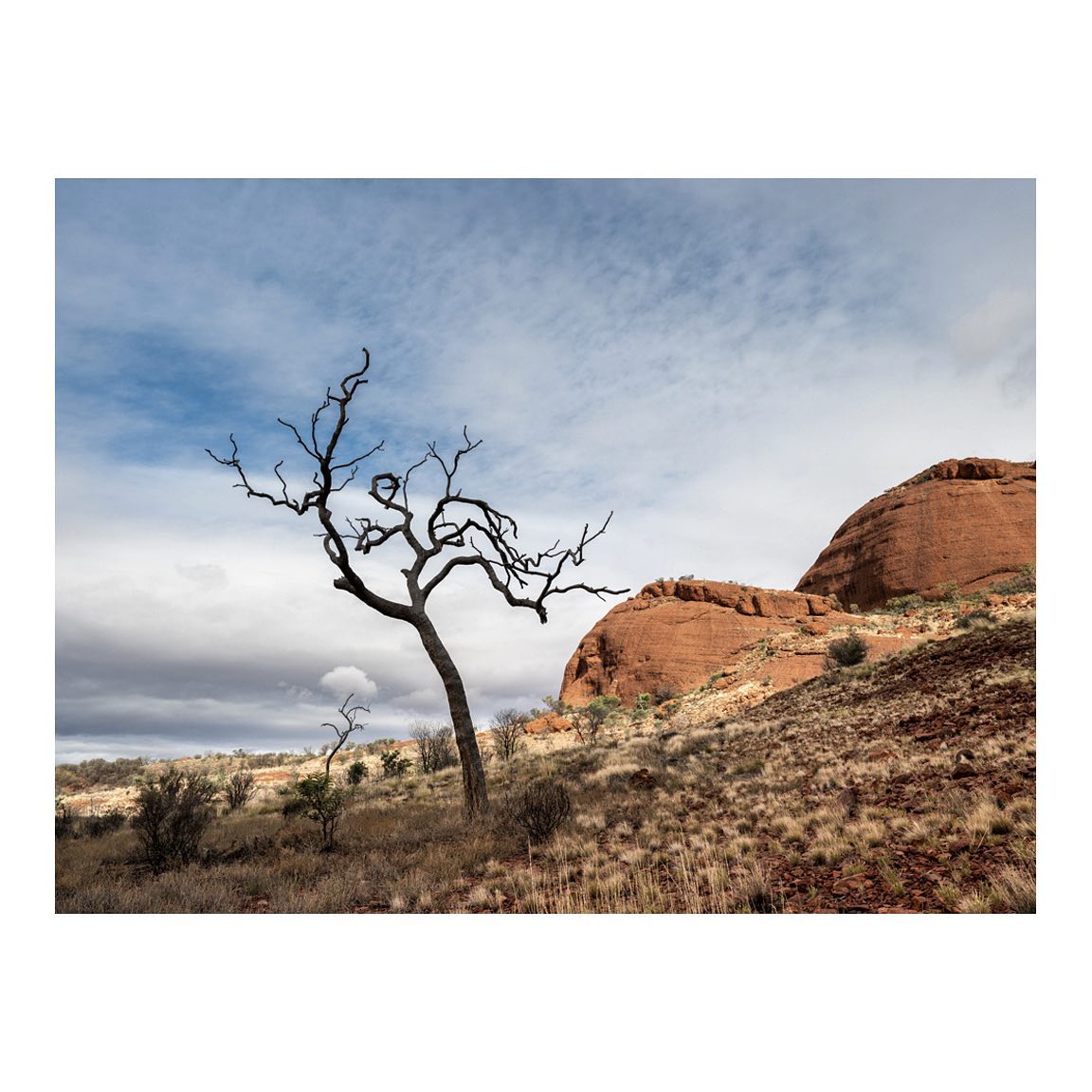 My fascination with cool looking trees continues…..
Uluru/Kata Tjuta National Park ~ N.T.
.
.
#australia #fujifilmgfx100s #fujifilm #australiagram #outbackaustralia #outback #uluru #ulurukatatjutanationalpark #olgas #australiangeographic #nt #ntaustralia #coloursofnature #outbacknt #seeaustralia #discoveraustralia #getoutstayout #tree #rocks #landscape #landscapehunter #bluesky #visitnt #country @fujifilmx_au @travelaustralia @australia @visit.nt @exploreuluru @seitoutbackaustralia