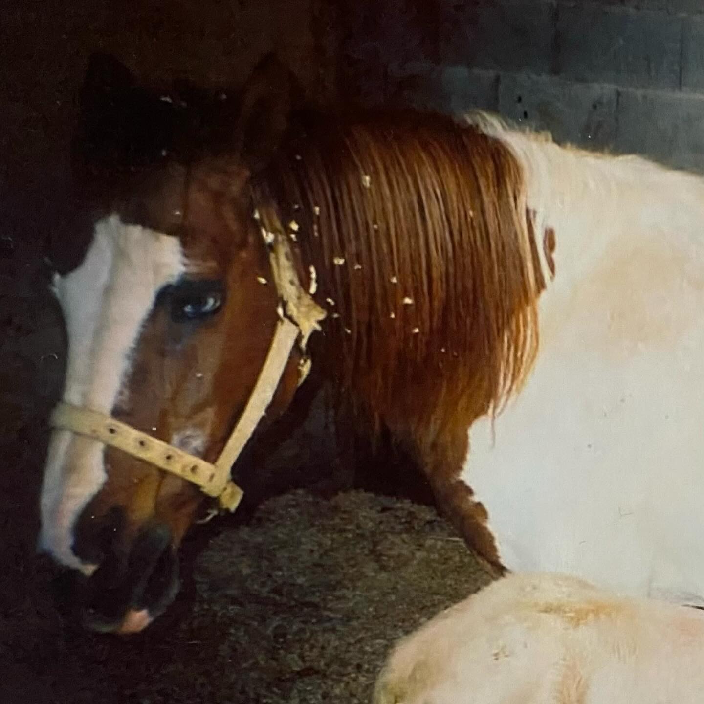 Meet Ištá Wí (ishtawi) — Lakota for Moon Eye, my first mare. 🌙👁️
One brown eye, believed to see clearly in the bright light of day.
One blue eye, known as a “watch eye”, said to see into the spirit world.
I don’t know if it’s legend or truth…but with her, my own vision opened. Into horses, into feeling, into the invisible.
I hope she still visits me sometimes. 🧿✨
#horsebud #blueeyehorse #spirithorse #horsemedicine #equinehealing
