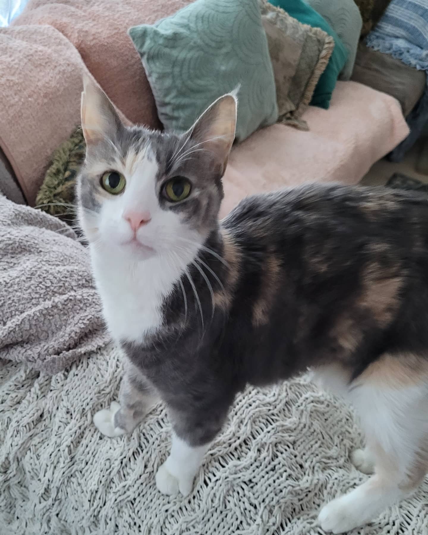 Kitty sitting for MooMoo and Buoy today. MooMoo is actually the 2nd cat named MooMoo I've had the pleasure of knowing!