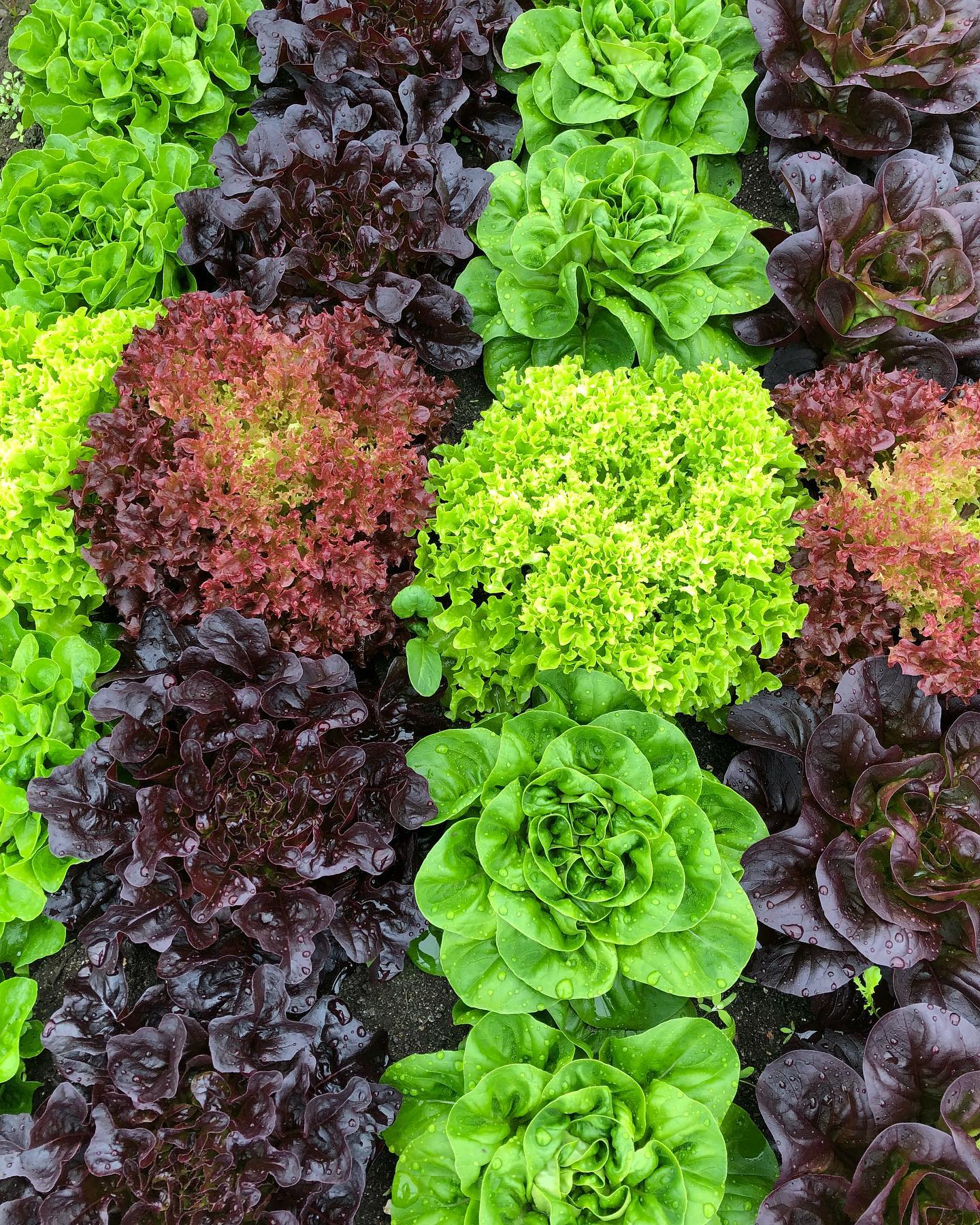 Spring Salanova lettuce in the unheated high tunnel - crisp, sweet, and delicious 💚
#lettuce #salanova #salanovalettuce #fourseasonfarming #fourseasonfarm