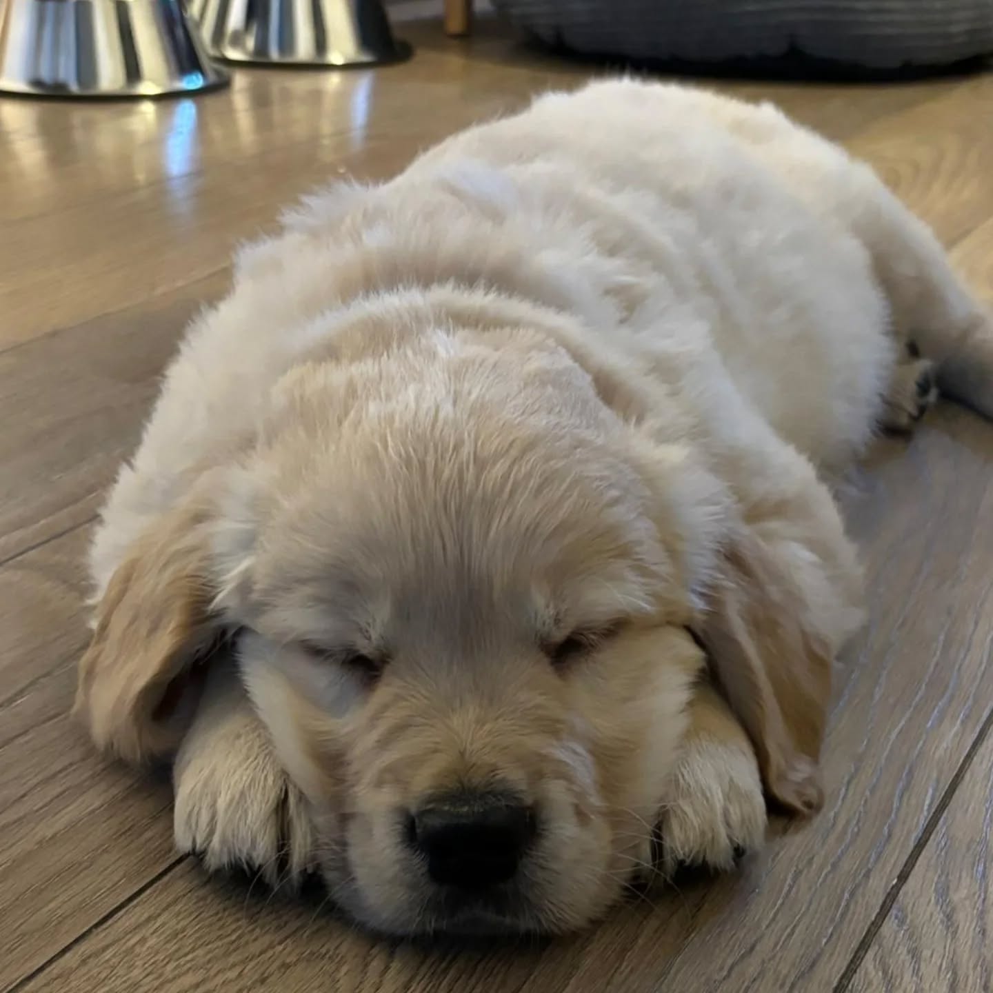 Bobby, Golden Retriever de 2 mois. ♥️♥️♥️