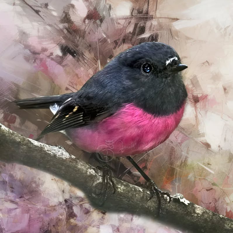 "Creativity is intelligence having fun."
- Albert Einstein
.
.
.
.
.
.
.
.
.
.
.
.
.
#PinkRobin #pixelpurrrfectphotography #exquisitepics20_australia #everything_edited#gobeyondthe_capture#rebel_artsandedits #mcl_arts #illustrious_art#artistry_flair #super_phobtoeditz #edit_lovers_united #Pocket_Australia #pocket_birds #australiagram #naturephotography #birdphotography #birdart#artoftheday #miracles_noblesse #blissfulphotoart #birdsofaustralia #wildlife_artistry#creative_wildlife#creative_animalart #birdofinstagram #birdartist #bpa_arts #photo_creation_silver #rebels_nature