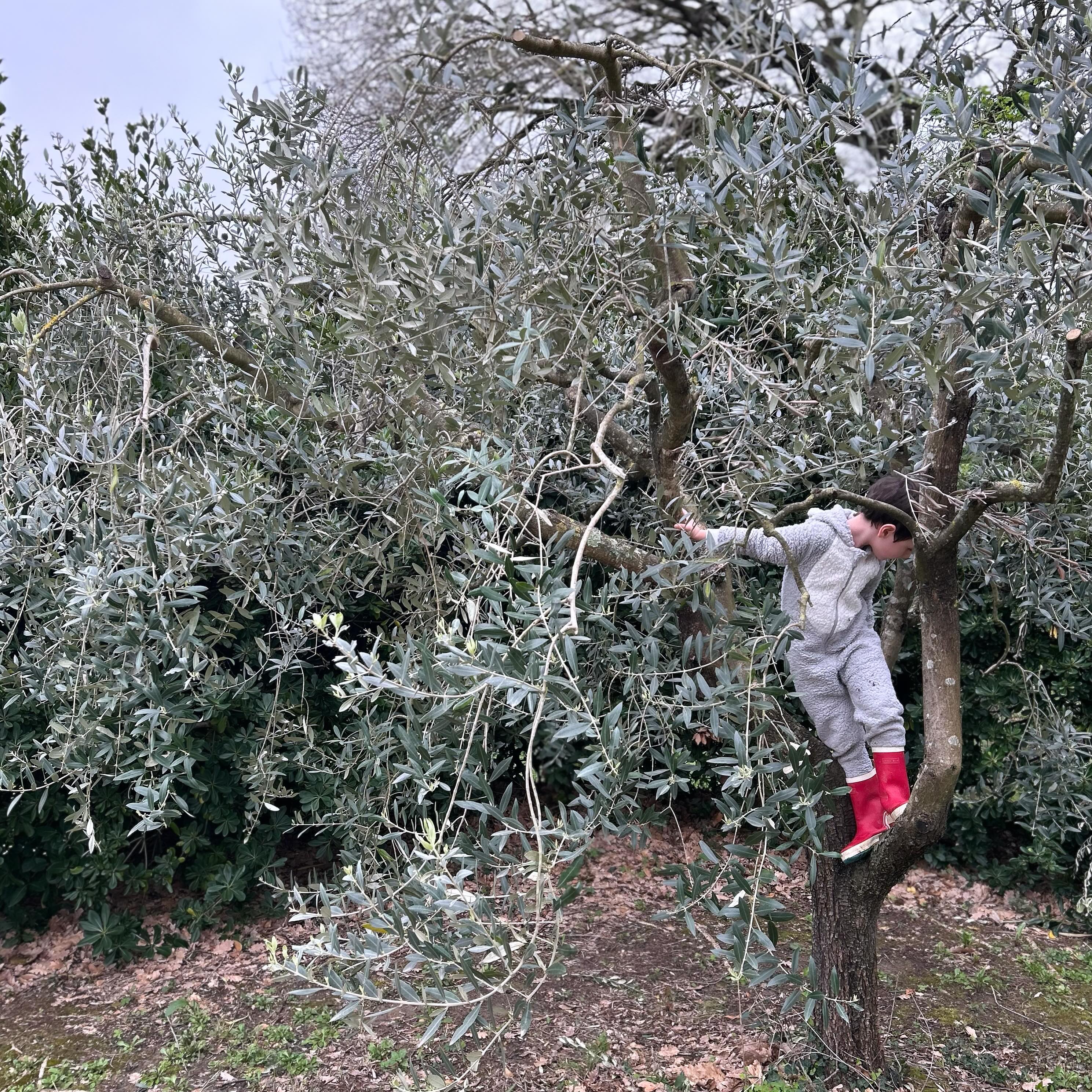 Trees to climb before olive picking season starts. 200 olives trees border the villa.