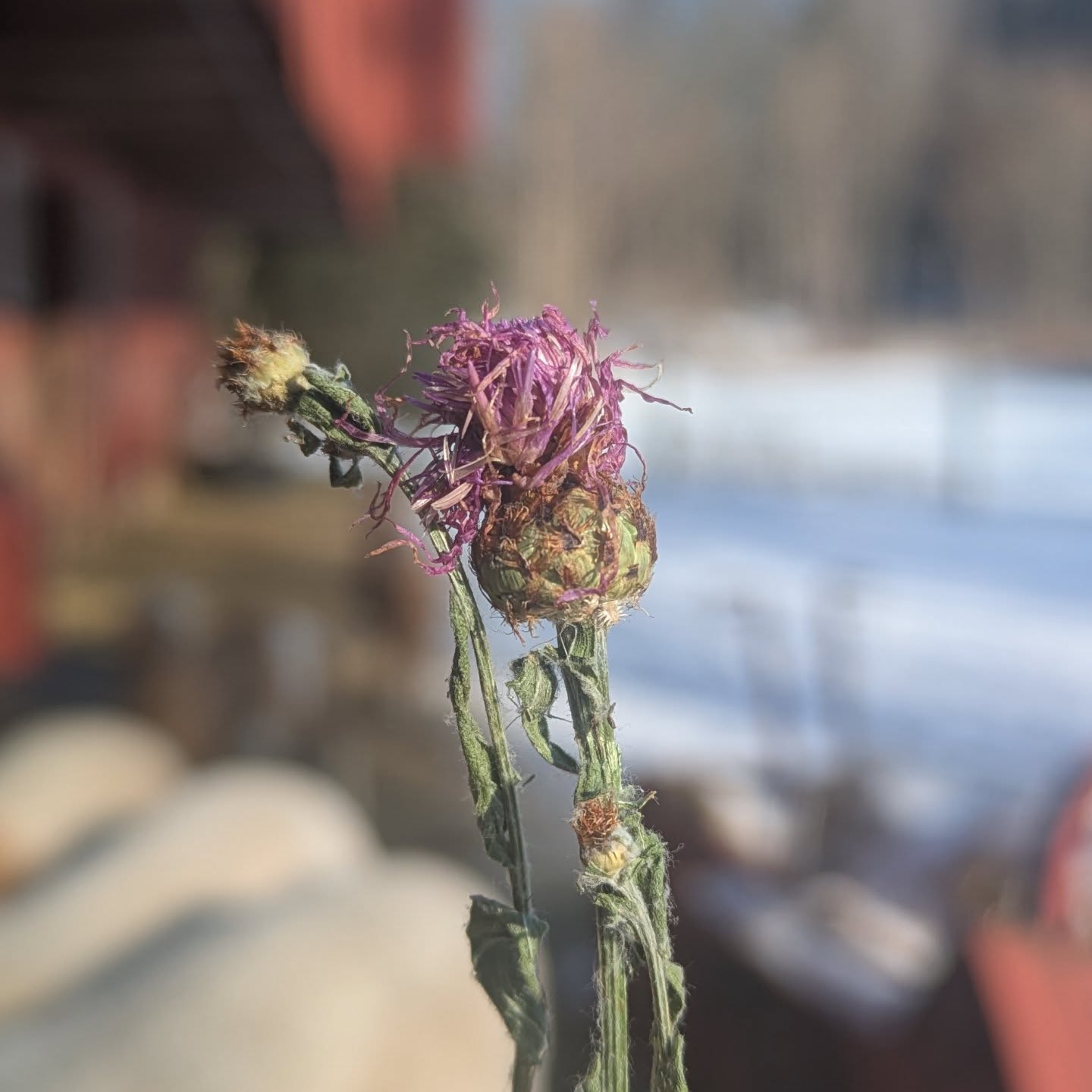 When I fed the sheep, something purple caught my eye in the hay. I went after it, thinking it was a bit of baling twine or some plastic that shouldn't be in there. But it was this cute dried up thistle flower! What a nice reminder of summer on these cold days. Stay warm out there folks! ❄️🥶