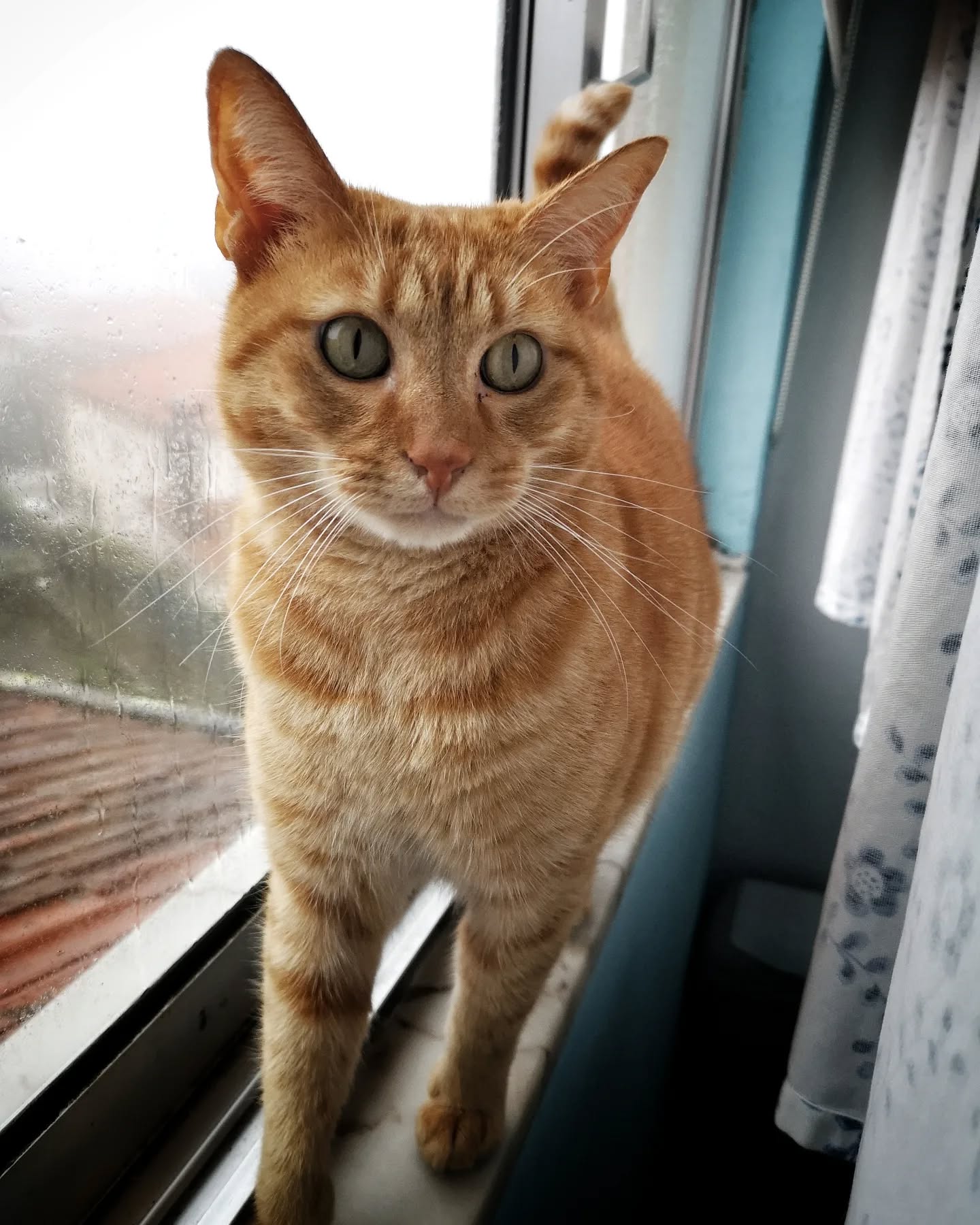 Capi ๐ป
#petsitting #petsittingporto #cats#dogs #petlovers #animalsofinstagram #catsitting #petsittingporto