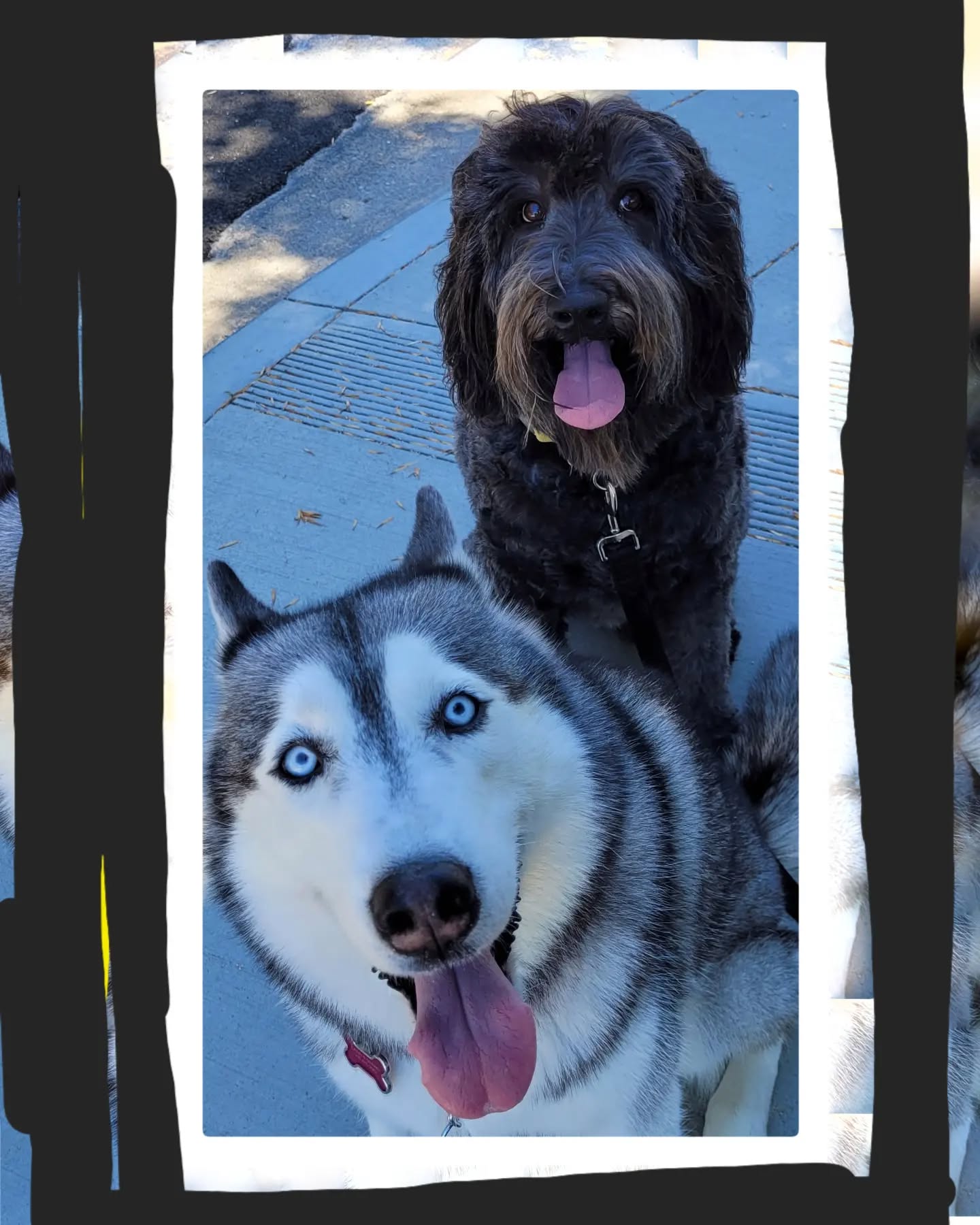 To celebrate the Dog Days of summer, here's 2 of my favorite big dogs... Frankie and Duke! Frankie (husky) has been my friend a long time - I used to walk her and her big brother (who has since passed) when they lived nearby. Her family moved away 5 years ago, but have since moved back to the area, and I'm very happy and grateful to walk Frankie (and her little brother) once again.