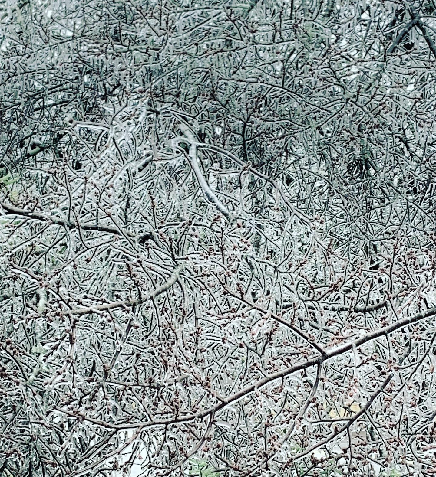 So beautiful.…..no power…..think I’ll start reading The Histories by Herodotus again while there is daylight❤️