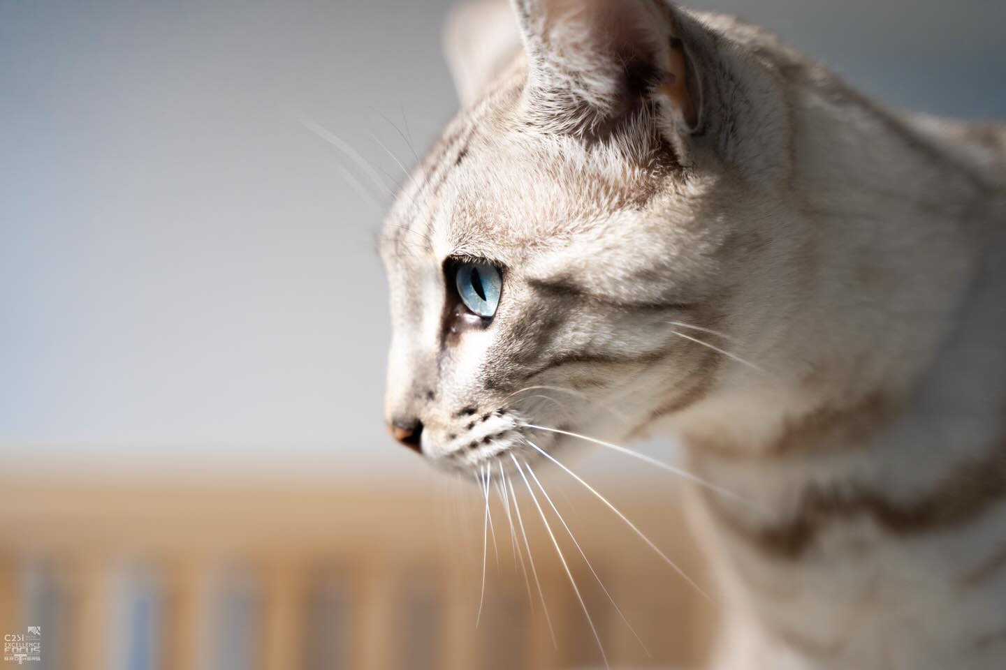 Au début des vacances de Noël, nous avons eu la chance d’accueillir @thefocus.brothers à l’hôtel ✨
Vous pouvez le contacter pour vos projets photos 📸
Nos poilus ont joué les stars devant l’objectif et le résultat est juste canon 🤩
Alors voici une petite sélection de ces super clichés avec Tofie, Mimi, Olaf, Salto, Félix, Néo, Vayana, Suzy, Lima, Nova, Sweety, Naples, Tatou et mamie Mina 🐱
#larecreduchat #pensionpourchats #hotelpourchats #aixenprovence #aixmaville