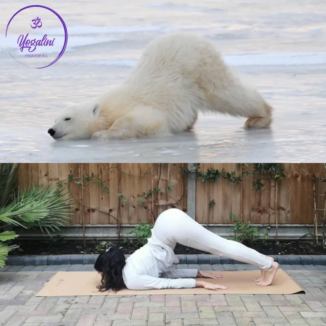 Happy Friday everyone!!!
Here in the UK we have glorious sunshine - definitely making me excited for the weekend 😎
Today's post is inspired by the adorable Polar Bear. Fun fact about polar bears: adult males can weigh up to 800kg.... Or as most know, enough to break the ice 😜
Today's pose is the advanced version of Uttana Shishosana Pada Uttana aka Extended Puppy Pose with straight legs. This arms here have been adapted for the post, but typically are extended out on the ground. This pose is great for:
❄️ Calming the mind
❄️ Stretching the neck, chest and shoulders
❄️ Lengthening the spine
❄️ Strengthening the glutes
❄️ Stretching the hamstrings
Please note, this is an advanced pose and should be practiced with care. Slowly enter and exit this pose and listen to your body the whole time.