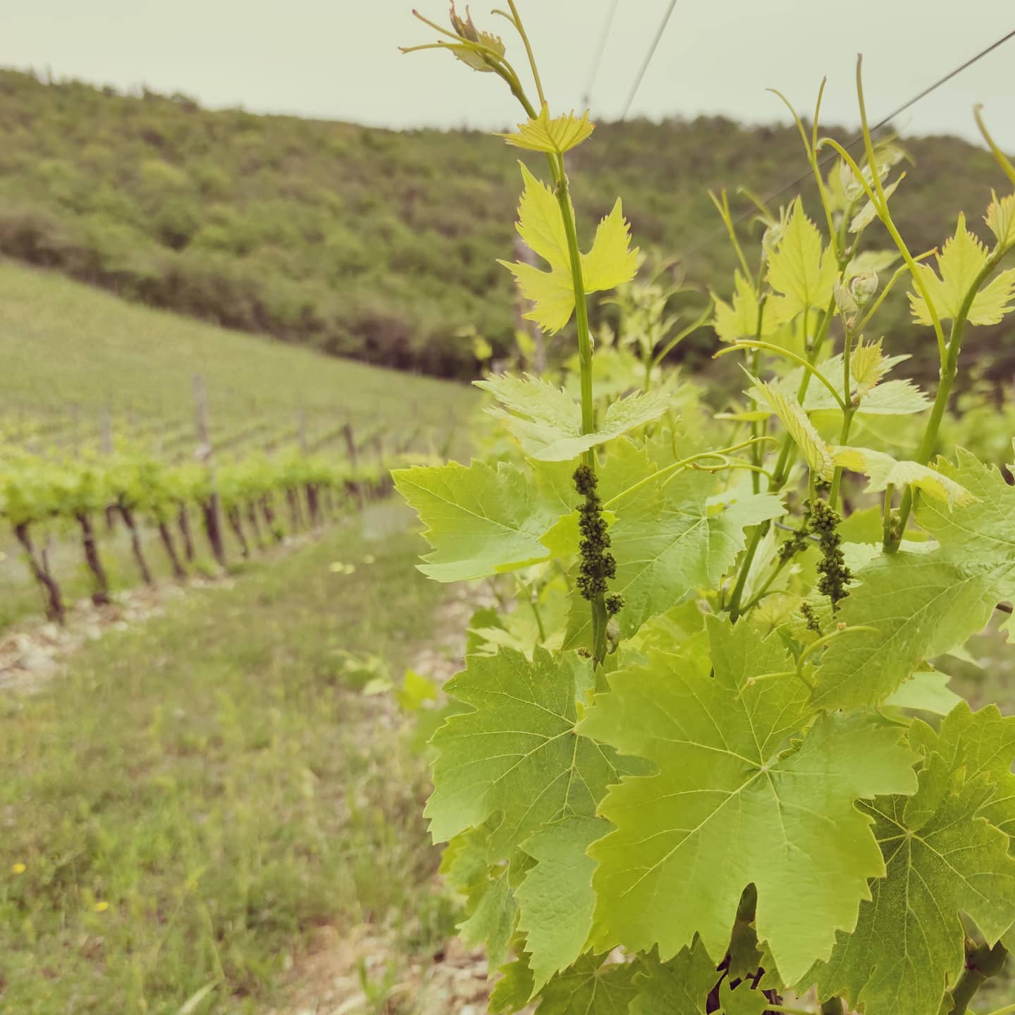 Maggio caratterizzato da tanta umidità e qualche pioggia, i germogli crescono regolarmente, le condizioni ottimali per l'utilizzo di induttori e abbassare il rame 💪