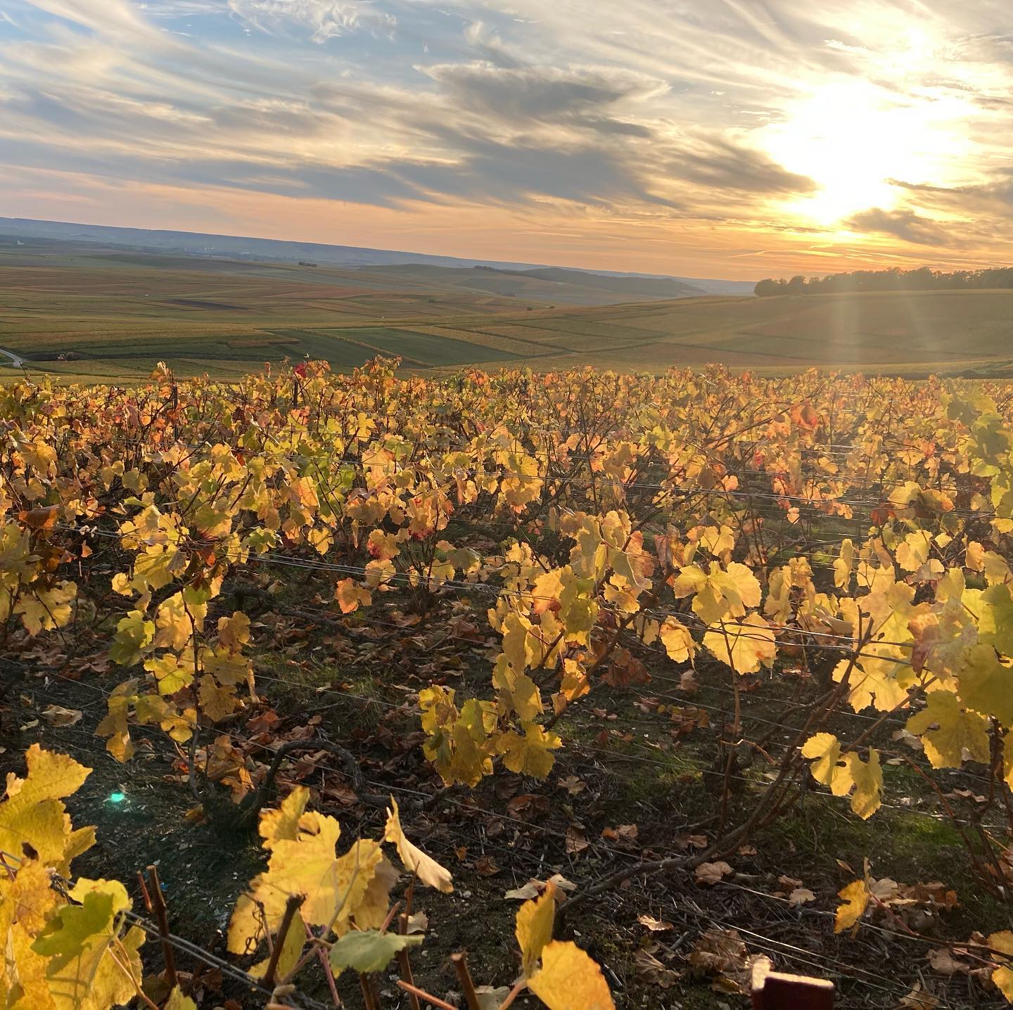 #bouzy #vignoble #autumn #champagne #vinyard #champagnefromentinleclapart