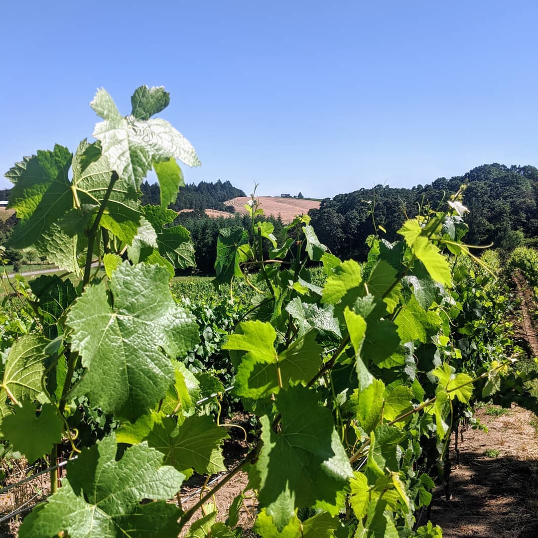 Well, hello neighbor!
#yamhillcarltonava #oregonfarmers #oregonpinot #oregonviticulture #vineyardlife #bishopscottranch