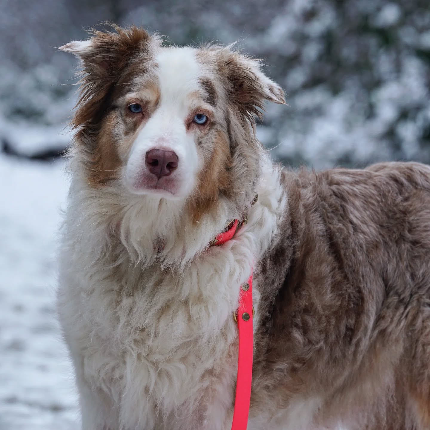 Nach dem ersten Einblick in unsere neuen Biothane-Produkte gestern hoffen wir, ihr seid genauso begeistert wie wir! 🐾❄️
Während wir hier fleißig weiter tüfteln und die nächsten Neuheiten für euch vorbereiten, wünschen wir euch ein entspanntes Wochenende mit euren Fellnasen. Vielleicht steht ja ein schöner Winterspaziergang an? Perfekt, um die Vorteile von Biothane bei Regen oder Schnee zu entdecken! 🌟
Wir wünschen euch ein wundervolles Wochenende- Macht es euch gemütlich und bleibt gespannt, denn 2025 hat noch viele Überraschungen für euch parat! 💡✨
Was habt ihr am Wochenende mit euren Vierbeinern geplant? Erzählt es uns in den Kommentaren, wir sind gespannt! 💬"
#Hundeleine #BiothaneLeine #Hundeliebe #Winterspaziergang #Hundeglück #MadeWithLove #Handgemacht #WUNSCHLEINEN #Hundezubehör #WochenendeMitHund #NeuesFür2025 #Hundemomente #wunschleinen