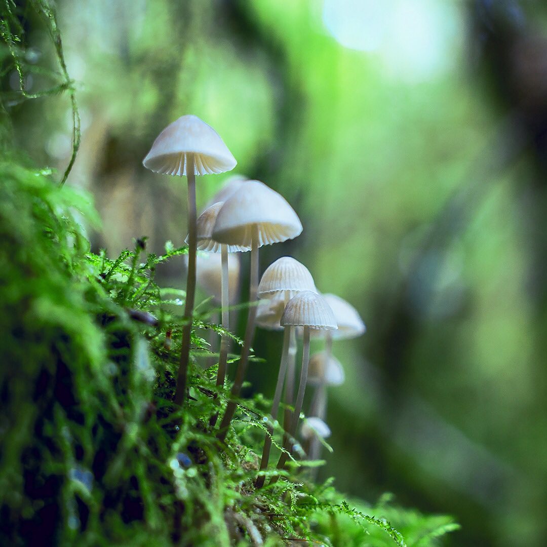Delicate Mushrooms Deep In the Forest
One of the easiest ways to increase habitat for fungi is to help plant trees by switching your web browser to @Ecosia to plant trees for free while you search the web. Ecosia.org is the ‘search engine that plants trees’ by donating 80% of their advertising revenue to effective tree planting projects around the world with a focus on biodiversity hotspots.
Subscribe to @_trees_are_awesome for more inspiring nature content and to connect with easy ways to plant trees around the world.
#trilliontreescampaign #trilliontrees #reforestation #generationrestoration #naturelearning #fungi #natureenthusiast #explorenature #inspiredbynature #fungilove #fungiphotography #fungilover #fungiofinstagram #mycellium #mushrooms #mushroomsociety #mushroomsofinstagram #wildnature #naturebeauty #naturetherapy #incrediblenature #beauty_of_nature #wow_planet #naturegrams #givebacktonature #natureeducation #inspiredbynature_ #naturelifeearth #mycophile #mycology
