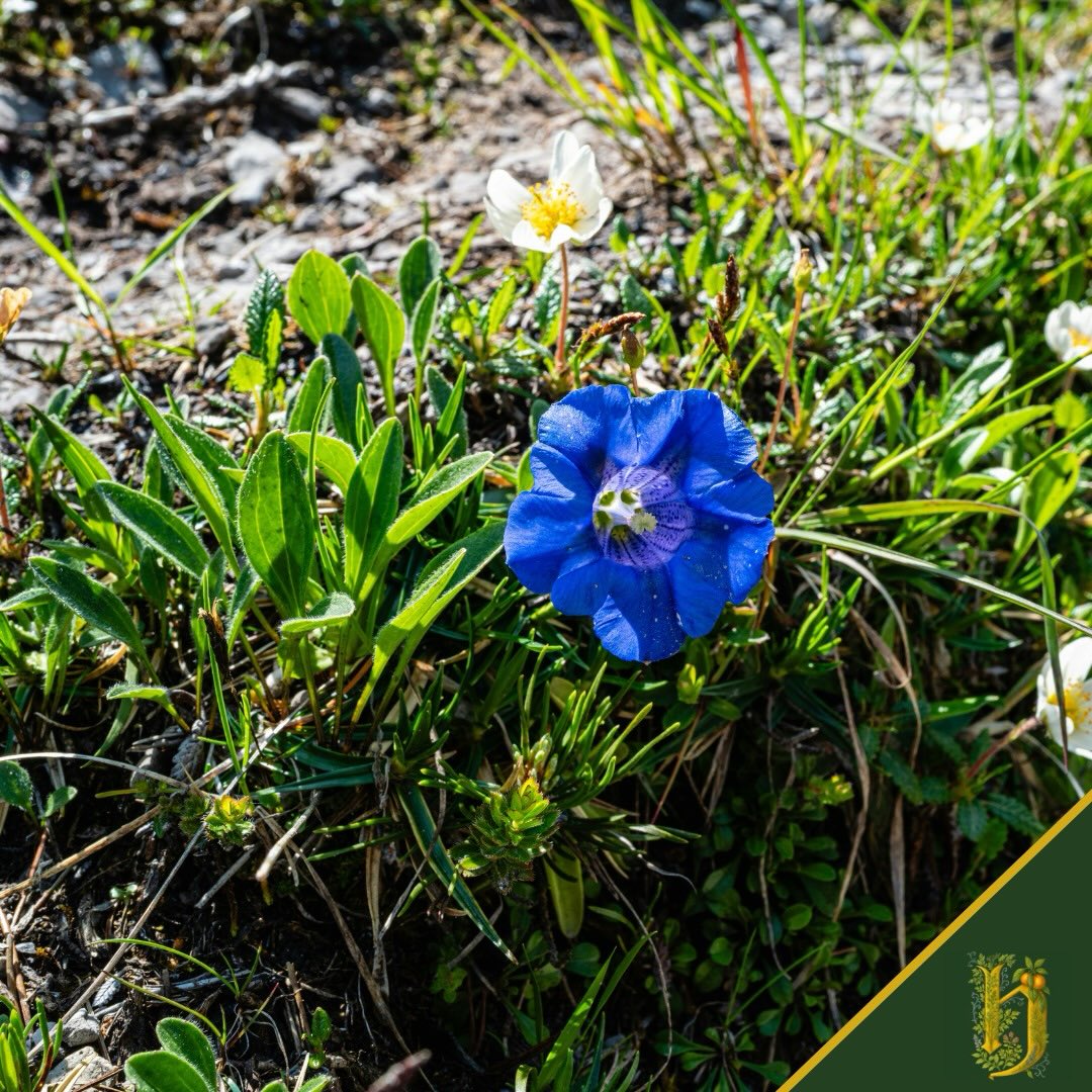 6 - GENZIANA
Gentiana lutea
Radici che affondano nella terra.
Profonde. Antiche. Potenti.
La genziana non cresce ovunque.
Serve altitudine. Serve pazienza.
Serve rispetto.
In Herbarium è l’amaro nobile:
👉🏻 Quello che struttura
👉🏻 Quello che dà carattere
👉🏻 Quello che resta nel finale, pulito e deciso
Non è un amaro che aggredisce.
È un amaro che educa il palato.
Che ti insegna a cercare la complessità.
6 di 7 botaniche friulane.
Ognuna ha il suo ruolo. Ognuna è insostituibile.
💛 Herbarium
#Genziana #VermouthArtigianale #Herbarium #FriuliVeneziaGiulia #vermouth