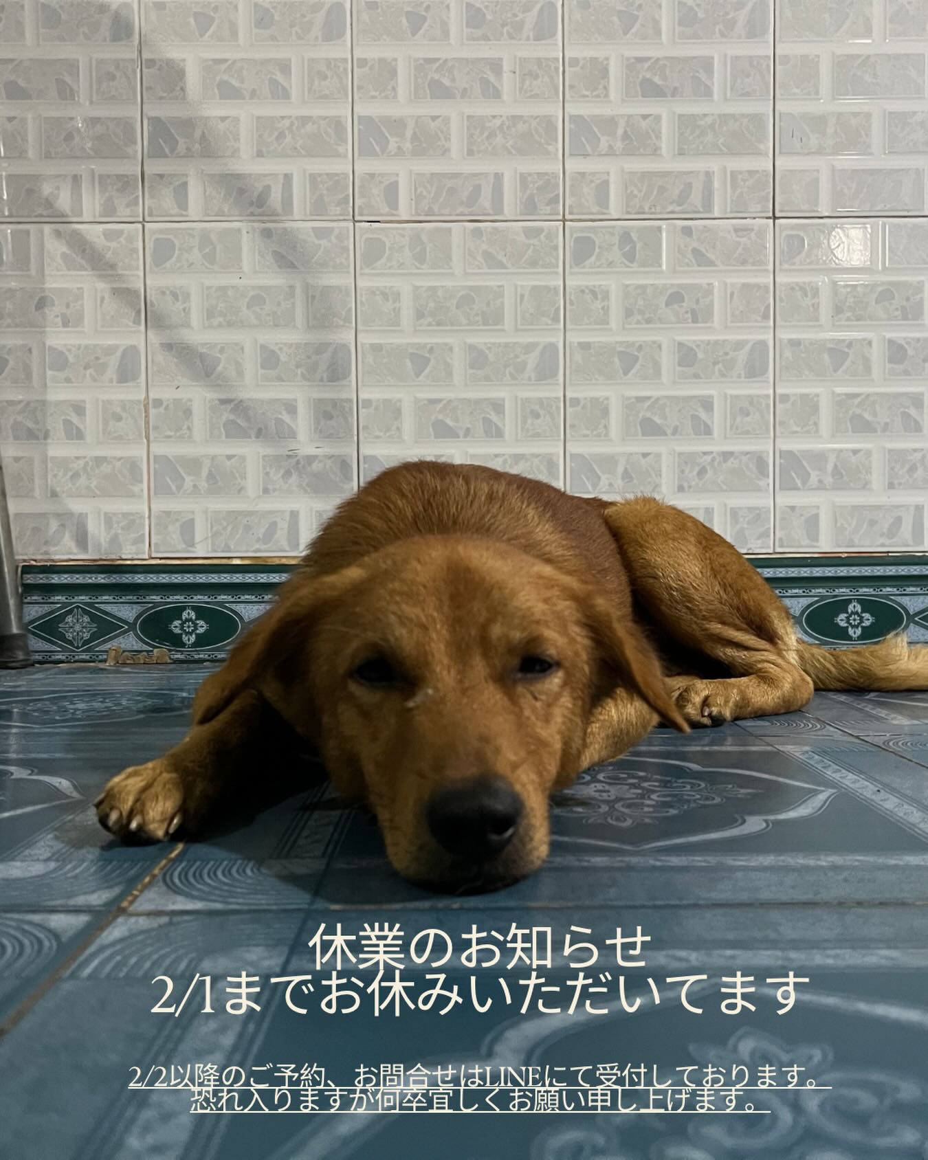 .
臨時休業のお知らせ
2/1まで全てのサービスのご対応できません。
お問合せいただきました方々にはご迷惑をお掛けいたしまし