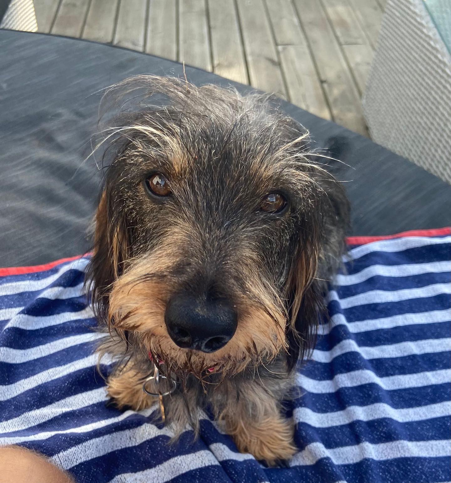 Say hello to our own Roots & Berries dog Maggie! Four-legged friends of all shapes and sizes are a BIG part of life in and around our cute park cafés. They are so welcome to snuggle up indoors with you on their lead, which is handy come the Autumn! Furry friends will find complimentary dog biccies at the counter, water bowls outside, @jolovethedog treats AND @judesicecream dog ice cream on sale - plus of course good coffee and all sorts of delicious walkies-fuel for their humans!
A few more bits of handy info…
🐶 🏙 Dog lovers might like to pop along to @pitzhanger in Walpole Park on the weekend of 13th-14th August for #architecturefordogs - visit us @pitzhangerpantry afterwards where your coffee will be half price when you buy a dog ice cream, just quote ‘architecture for dogs offer’.
🌭 Over @therookerycafe by popular customer request, we have a dog sausage to take-away for walkies - those in the know can ask for this at the till!
📸 Tag us in your doggy pics when you visit our cafés and we will enter you into a monthly draw to win coffee, cake and a Jude’s ice cream for you and your best 🐾 friend xx
🌳 Due to special gallery requirements it’s doggies outside only @orleanshousecafe but we have lovely outdoor seating and sun/shower shades.
#wirehaireddachshundsofinstagram #wirehaireddachshund #dogfriendlycafes #dogsinlondon #furiendlyfinds #petsofinstagram #wagit