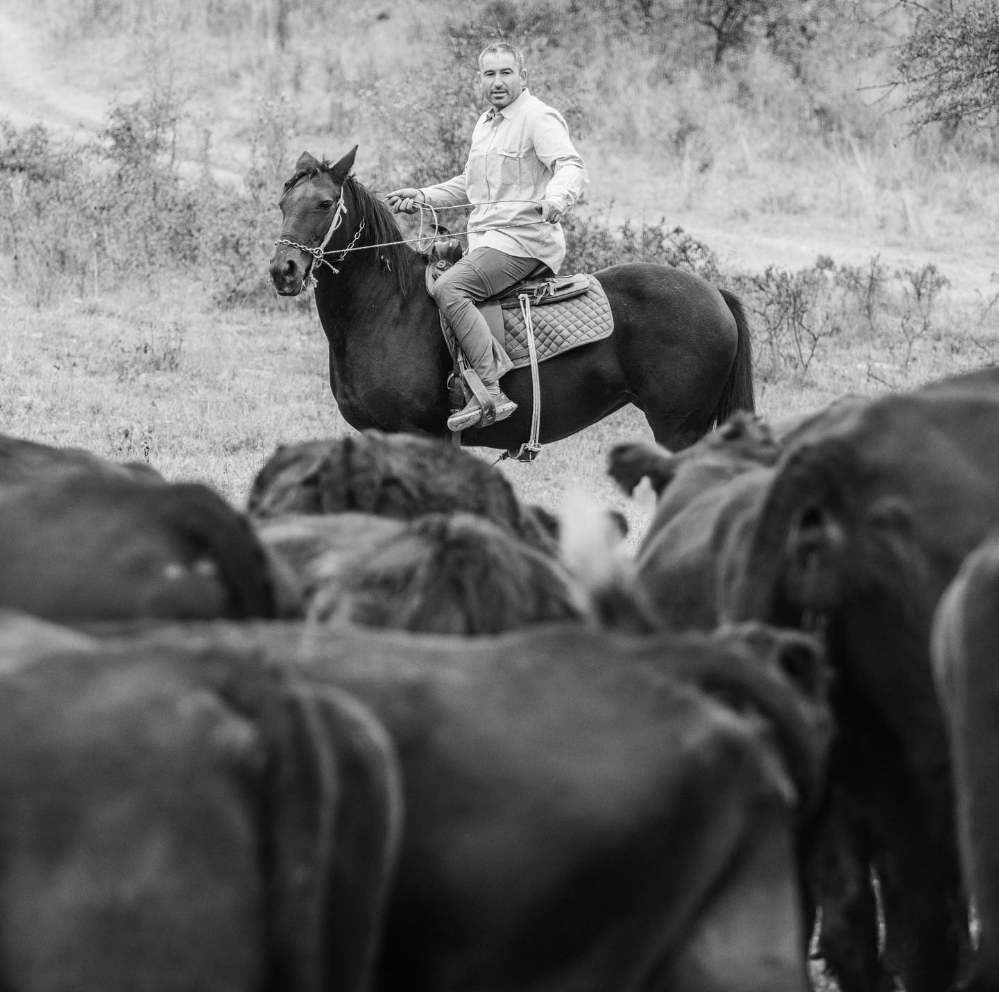 Almost a western movie scene at #angusfarm Meet our farm manager Petrica ❤️ #sustainability #sustainablefarming #slowlife #angus #grassfed #bio #cleaneating #farmlife #beautifulromania #romania #farmersmarket #horsepower #equastrian #ecofriendly #blackandwhite #healthylifestyle#cow #cowboy